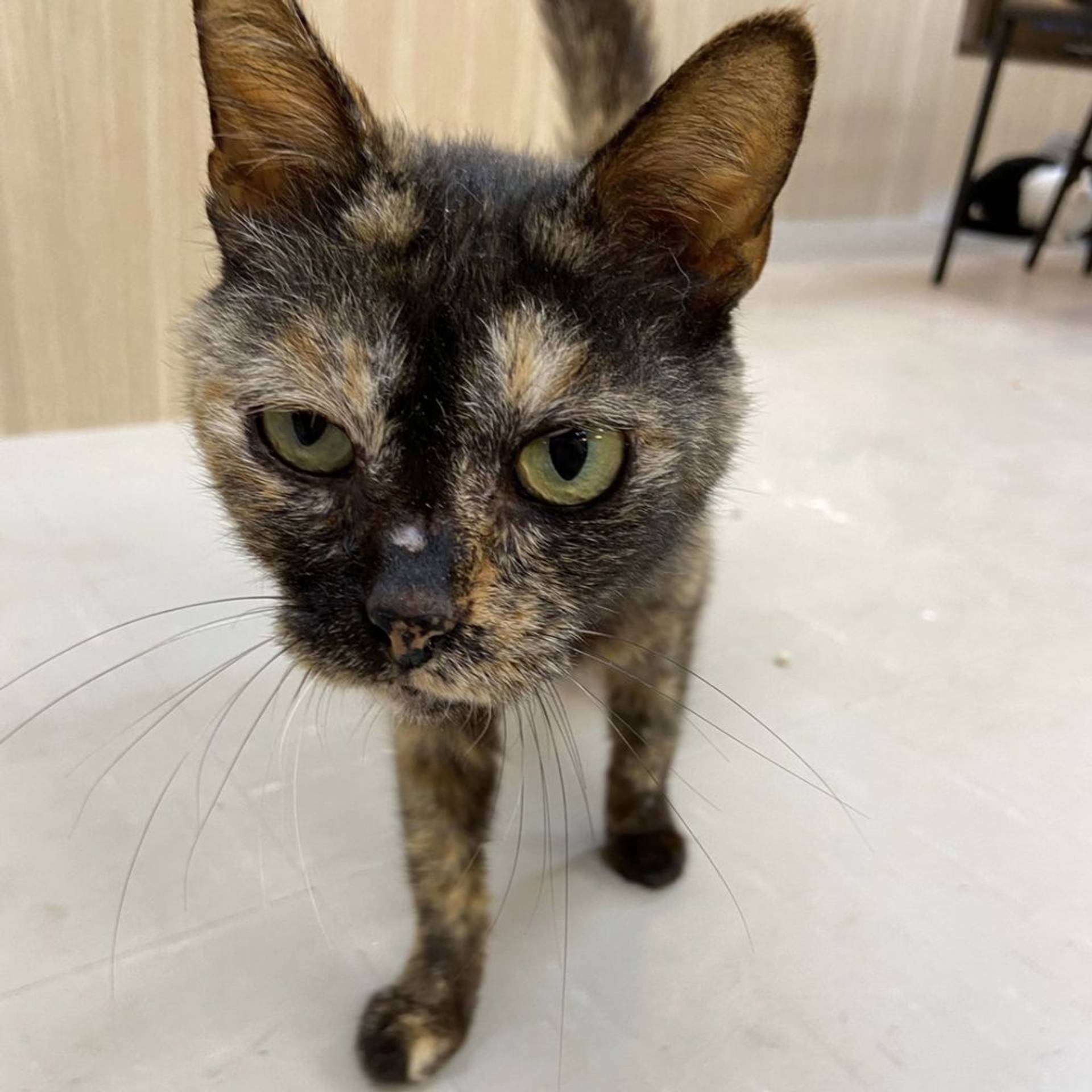 雑種（ミックス猫）・メスの里親募集の写真