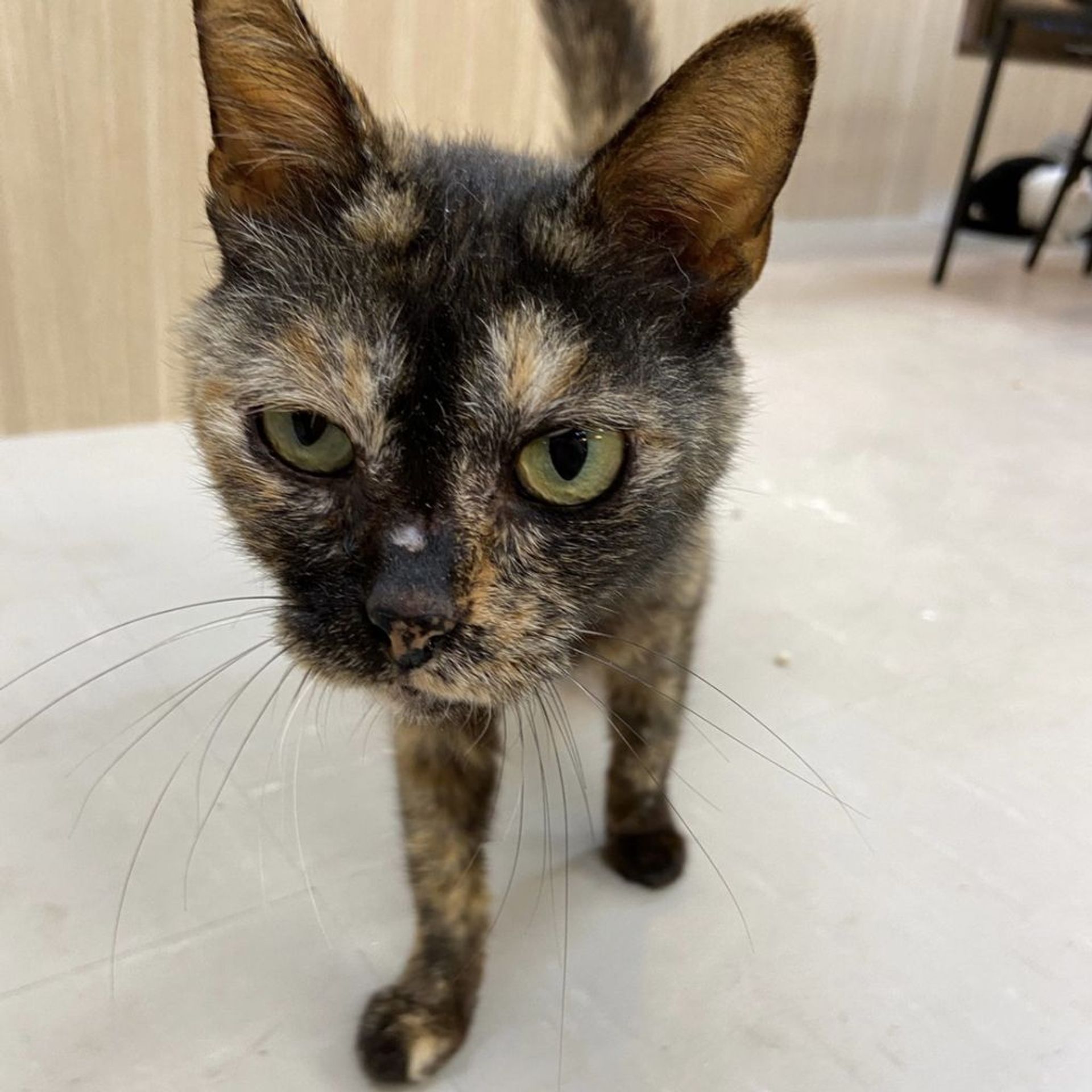 雑種（ミックス猫）・メスの里親募集の写真