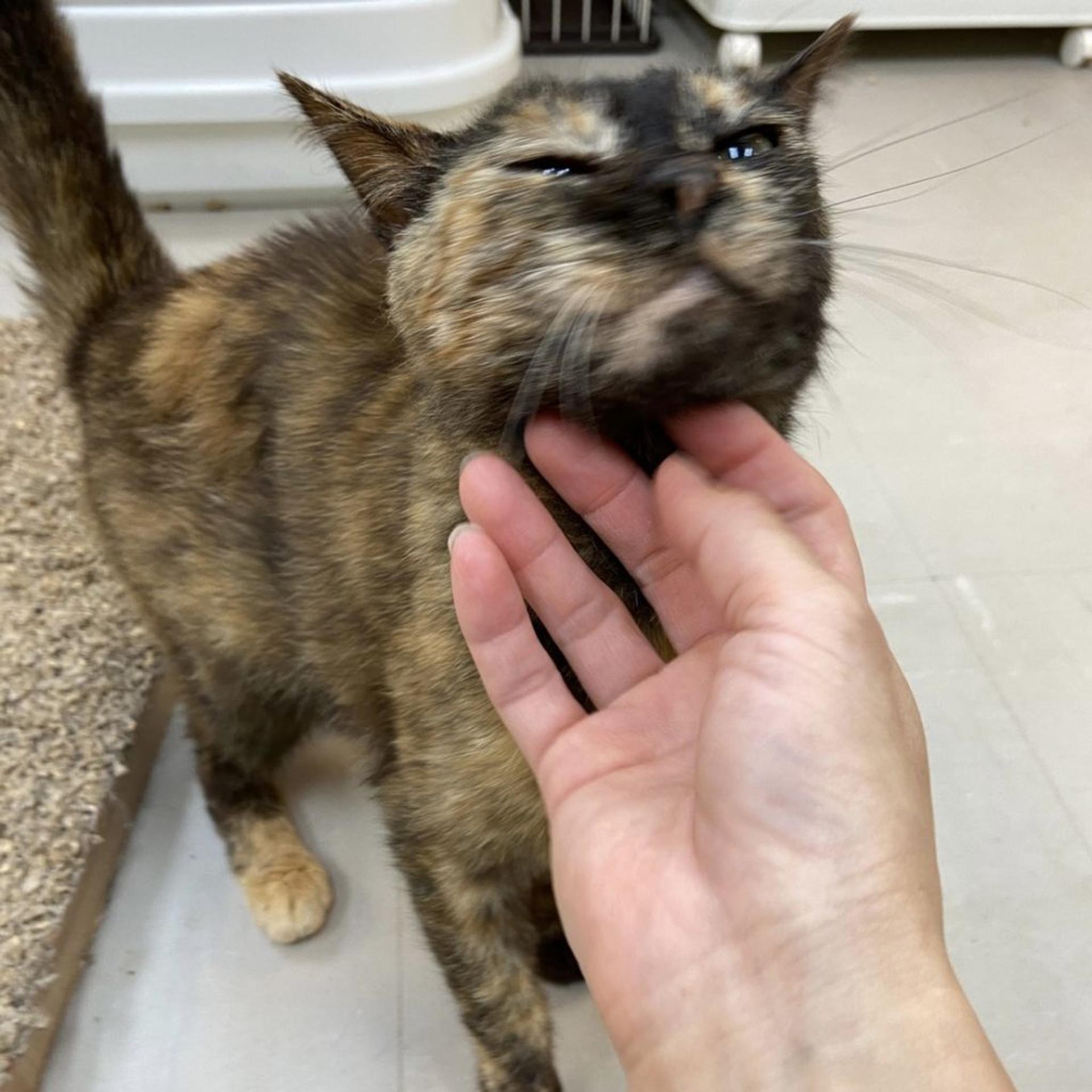 pet-image-5