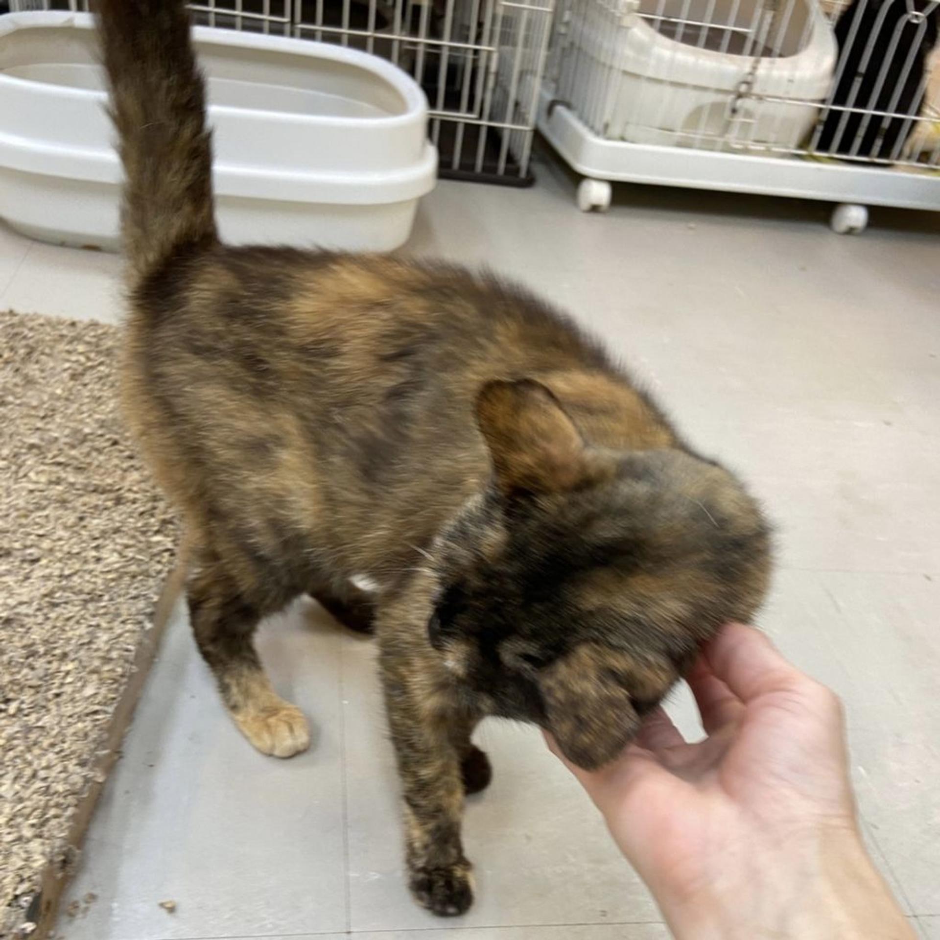 pet-image-8