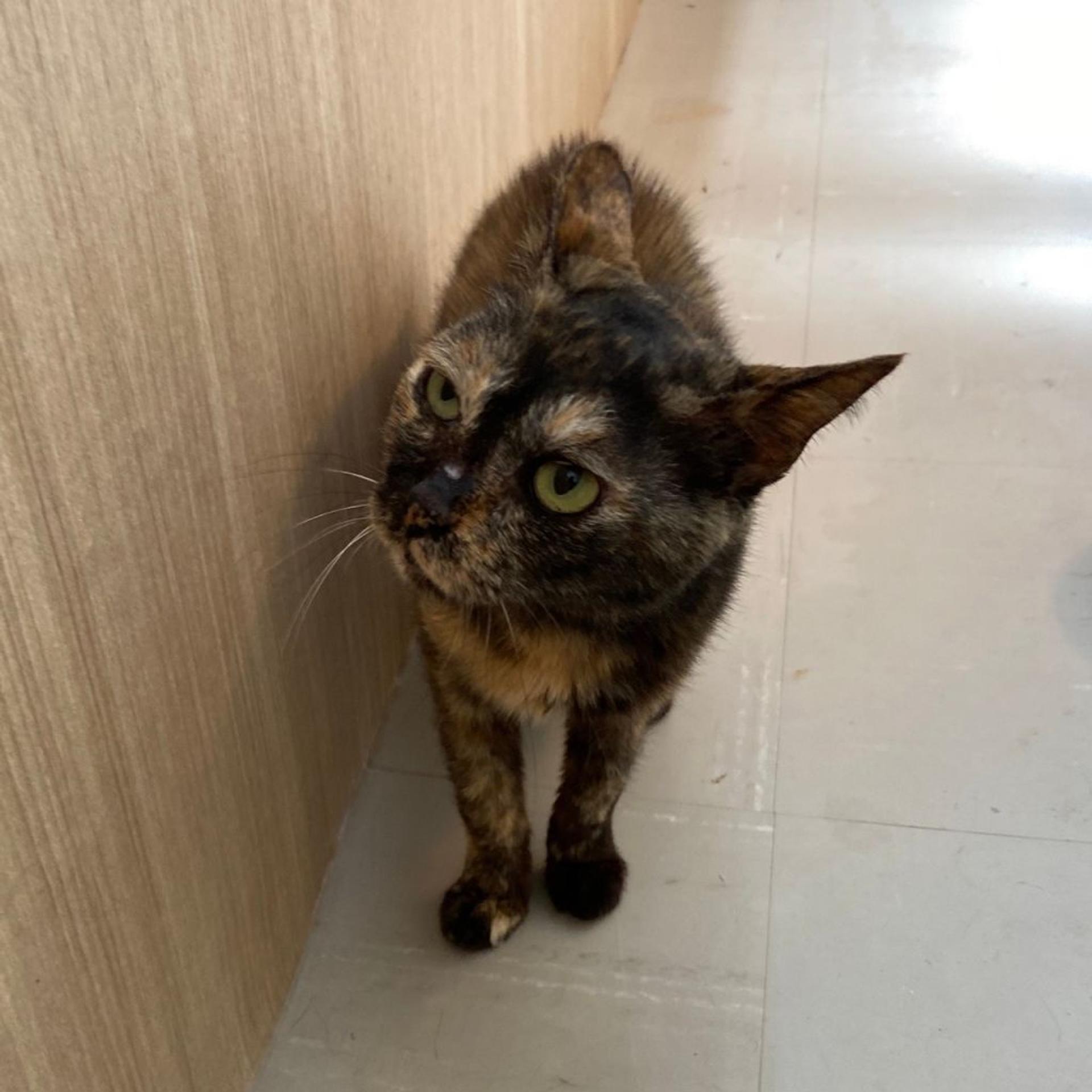 pet-image-2