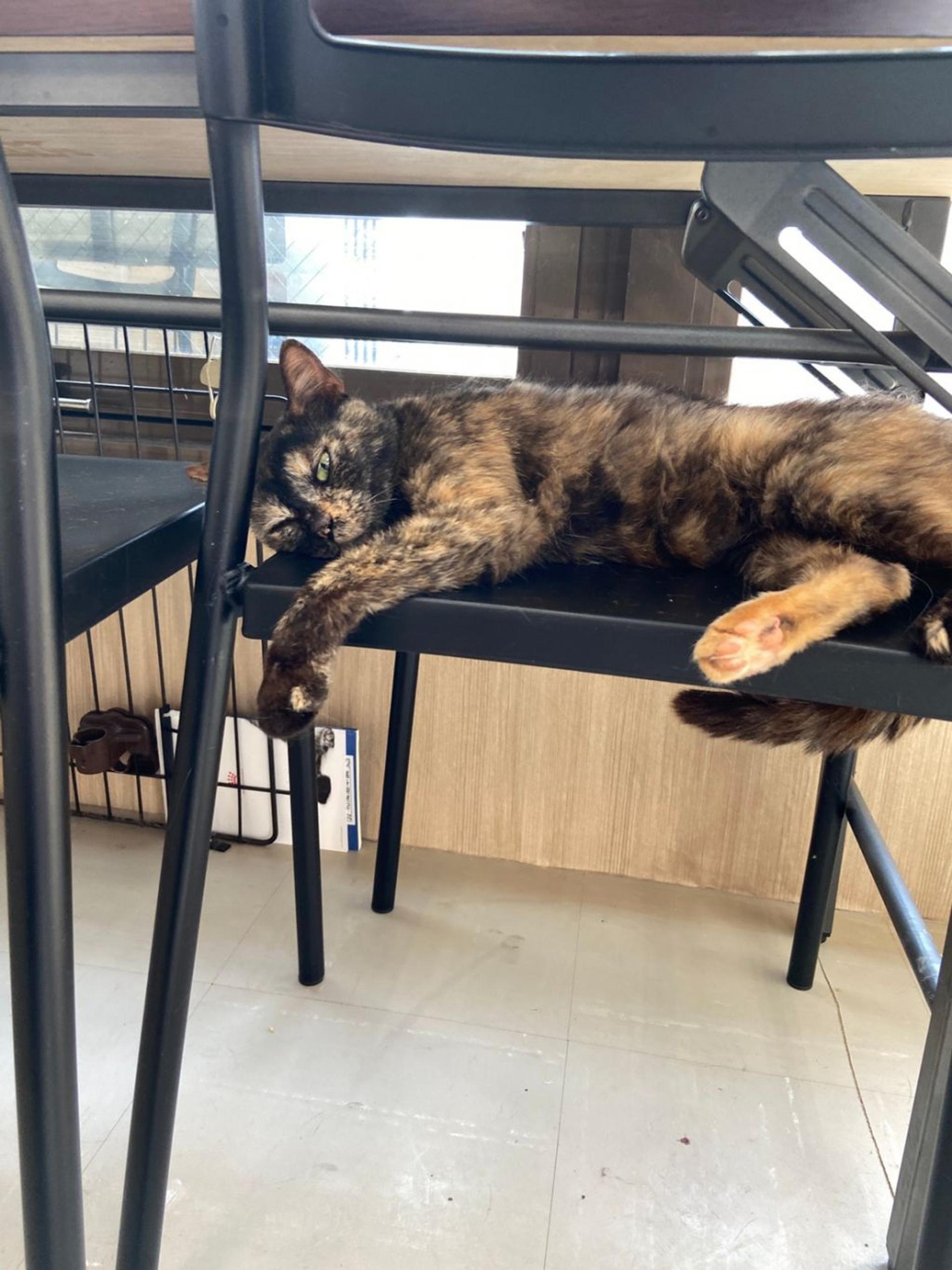 pet-image-3