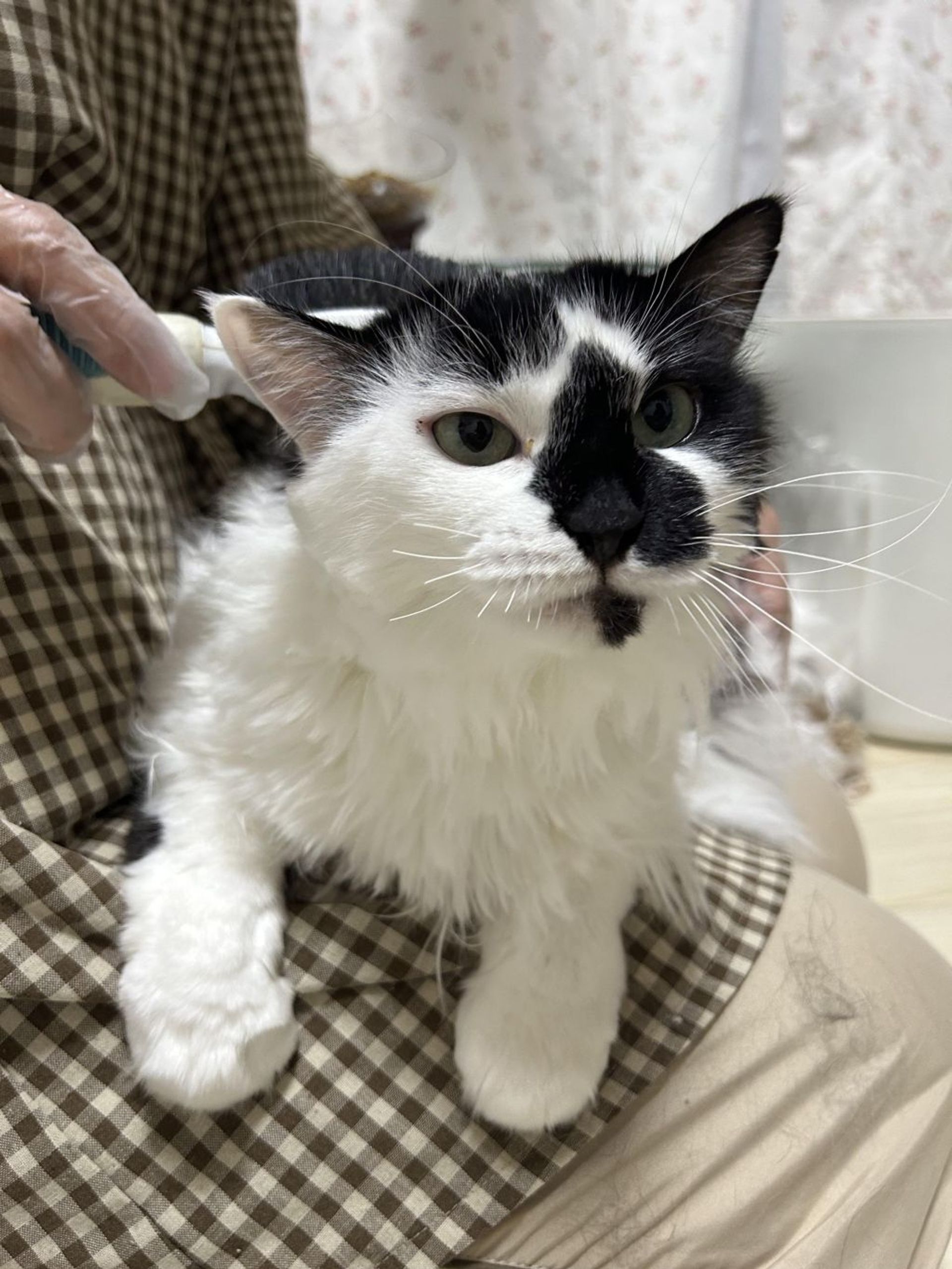 雑種（ミックス猫）・メスの里親募集の写真