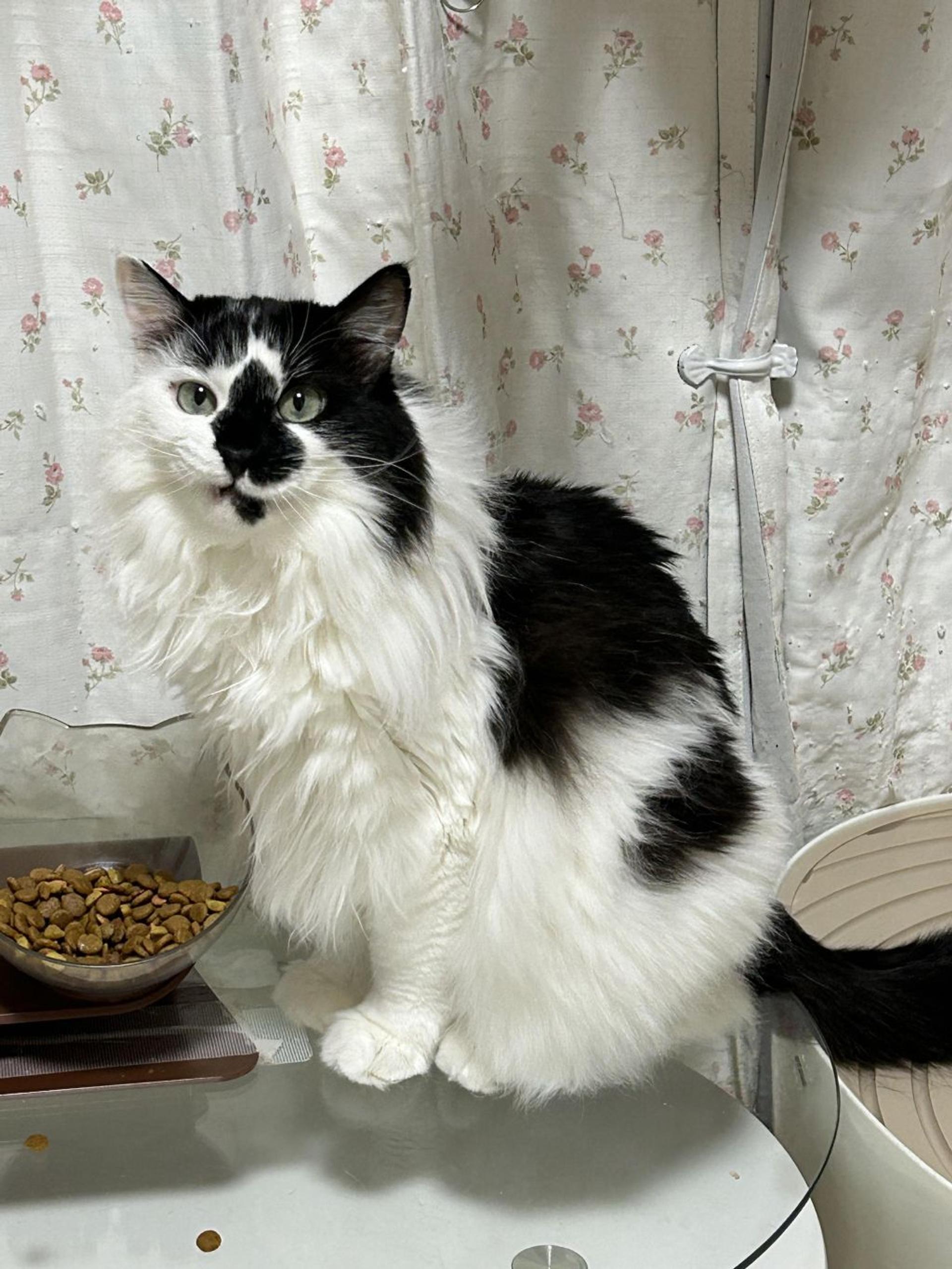 pet-image-2