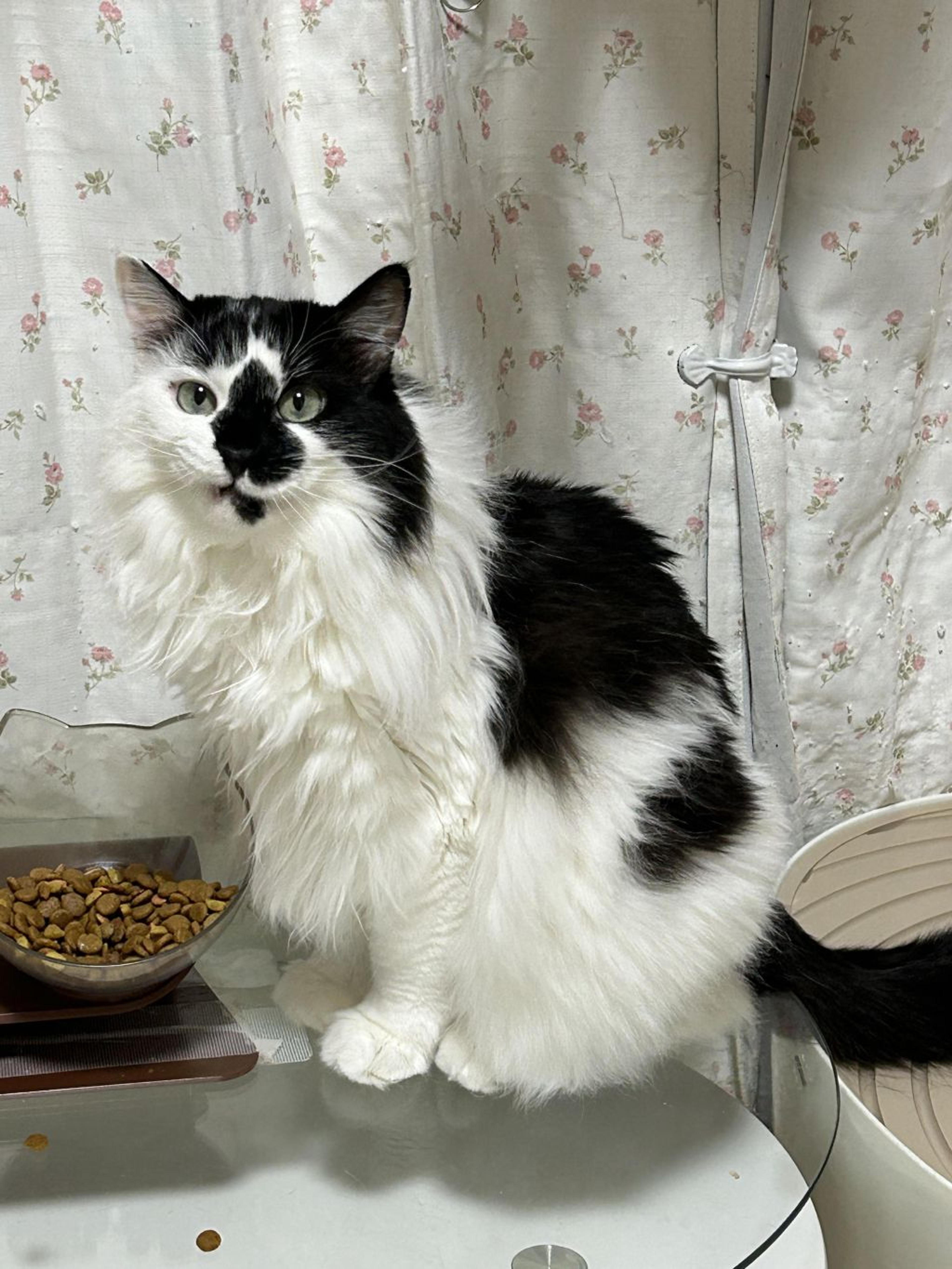 pet-image-2