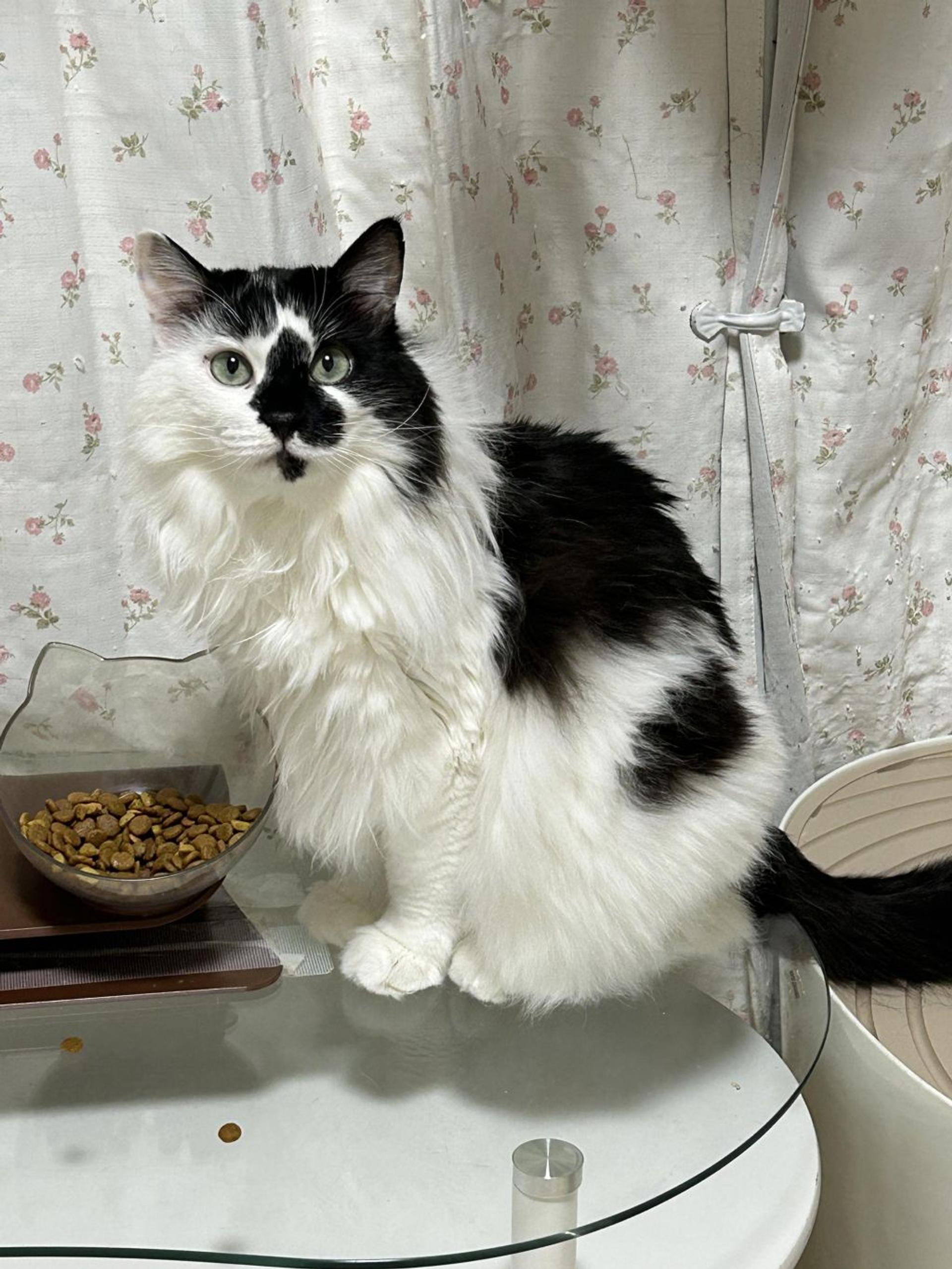 pet-image-3