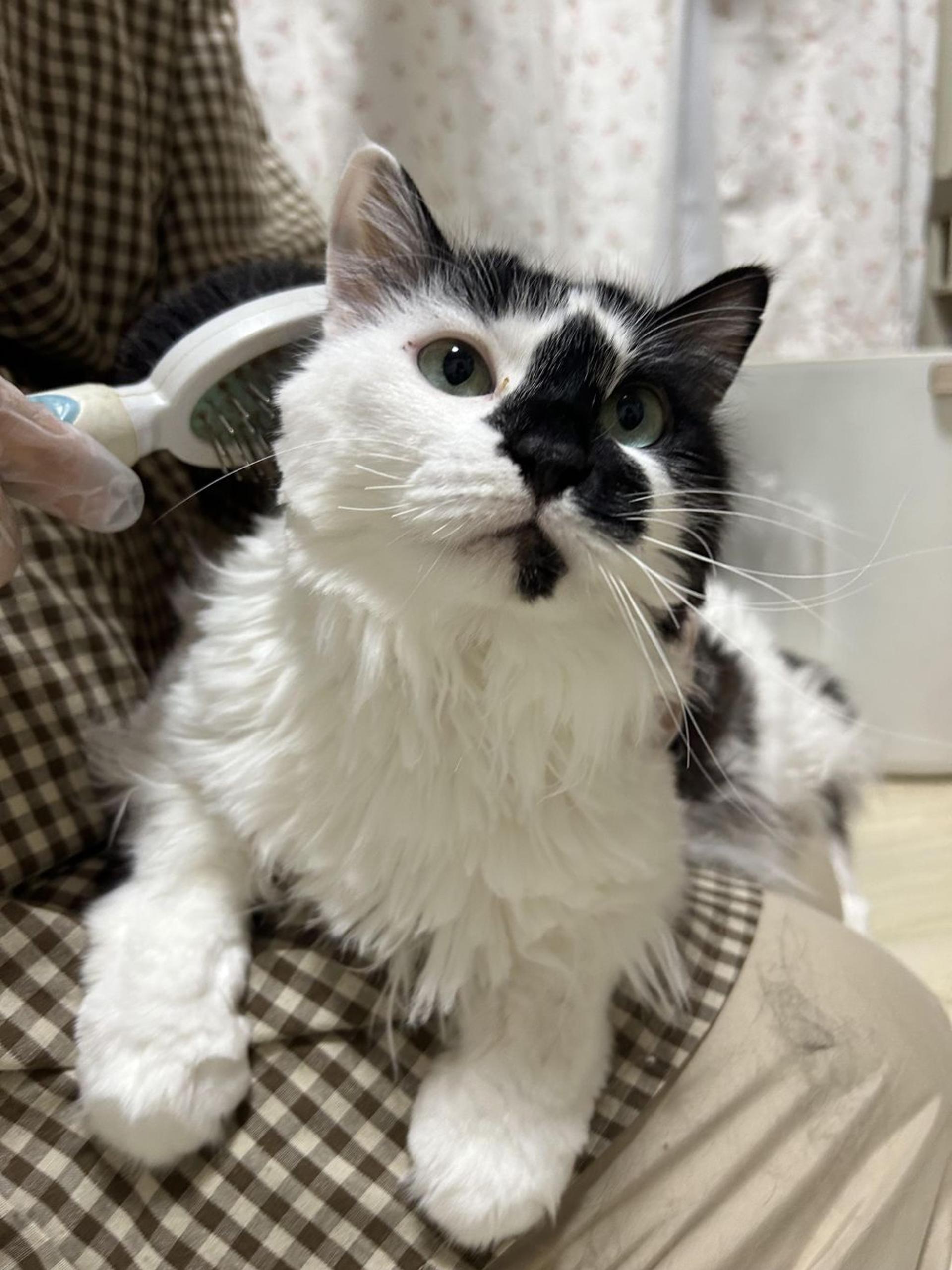 pet-image-4