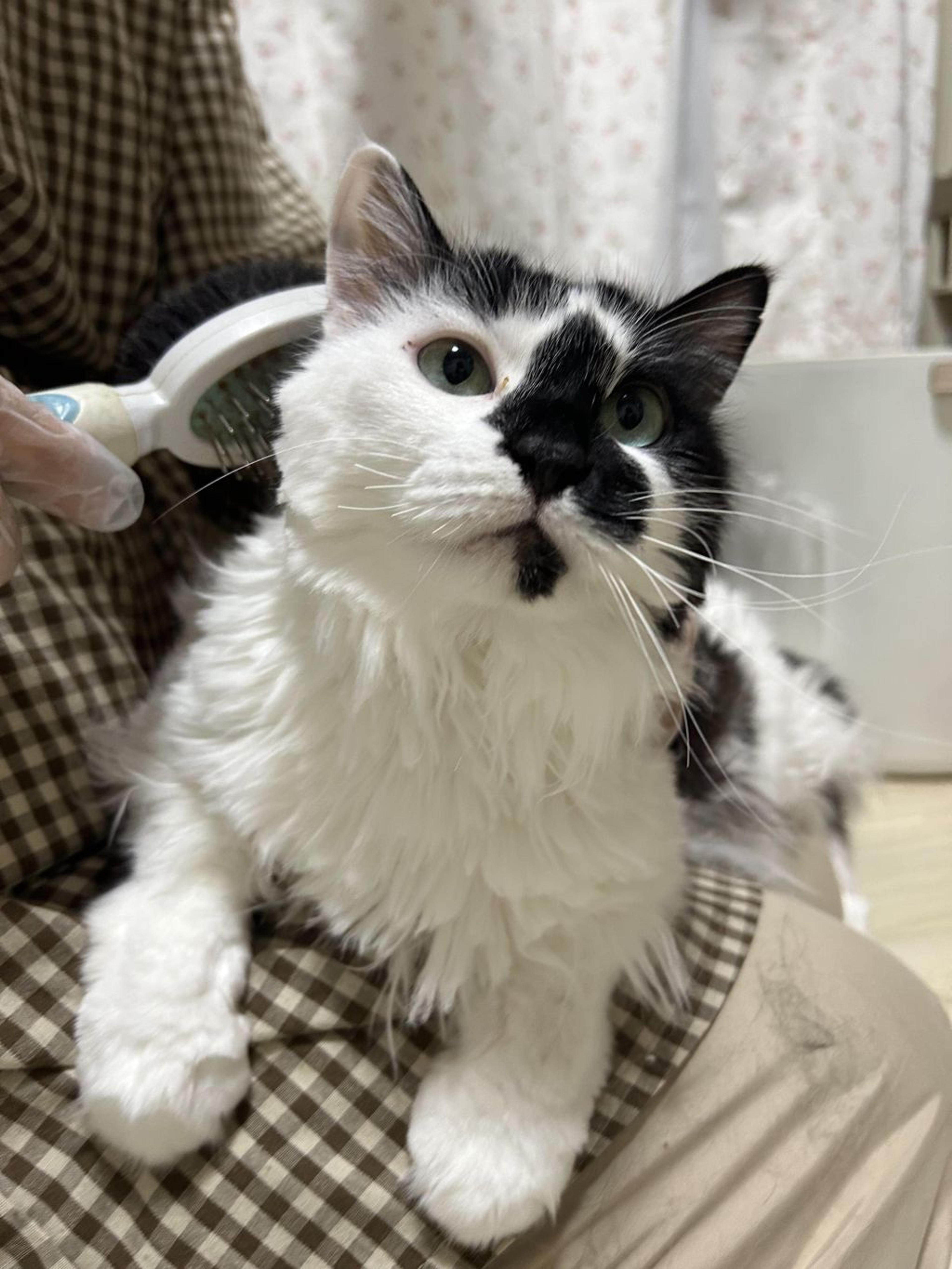 pet-image-4