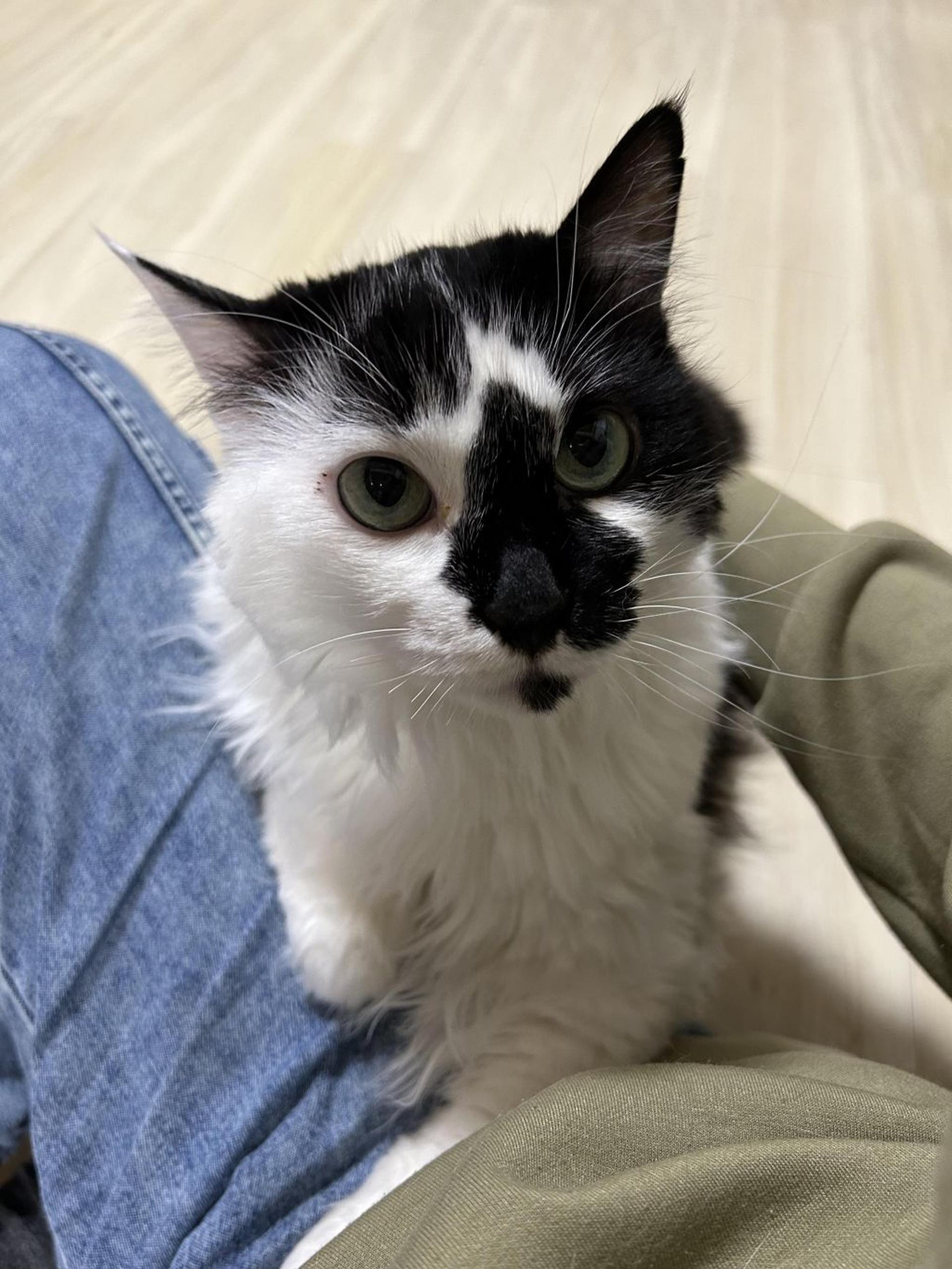pet-image-5