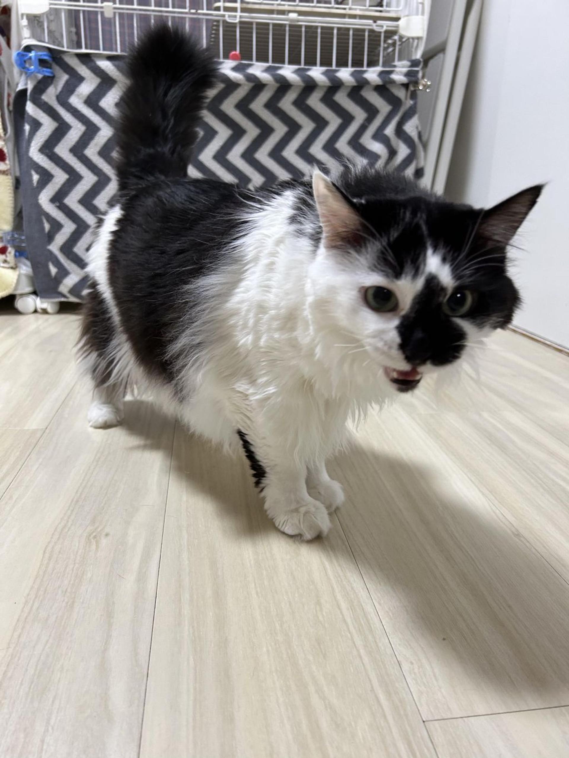 pet-image-6