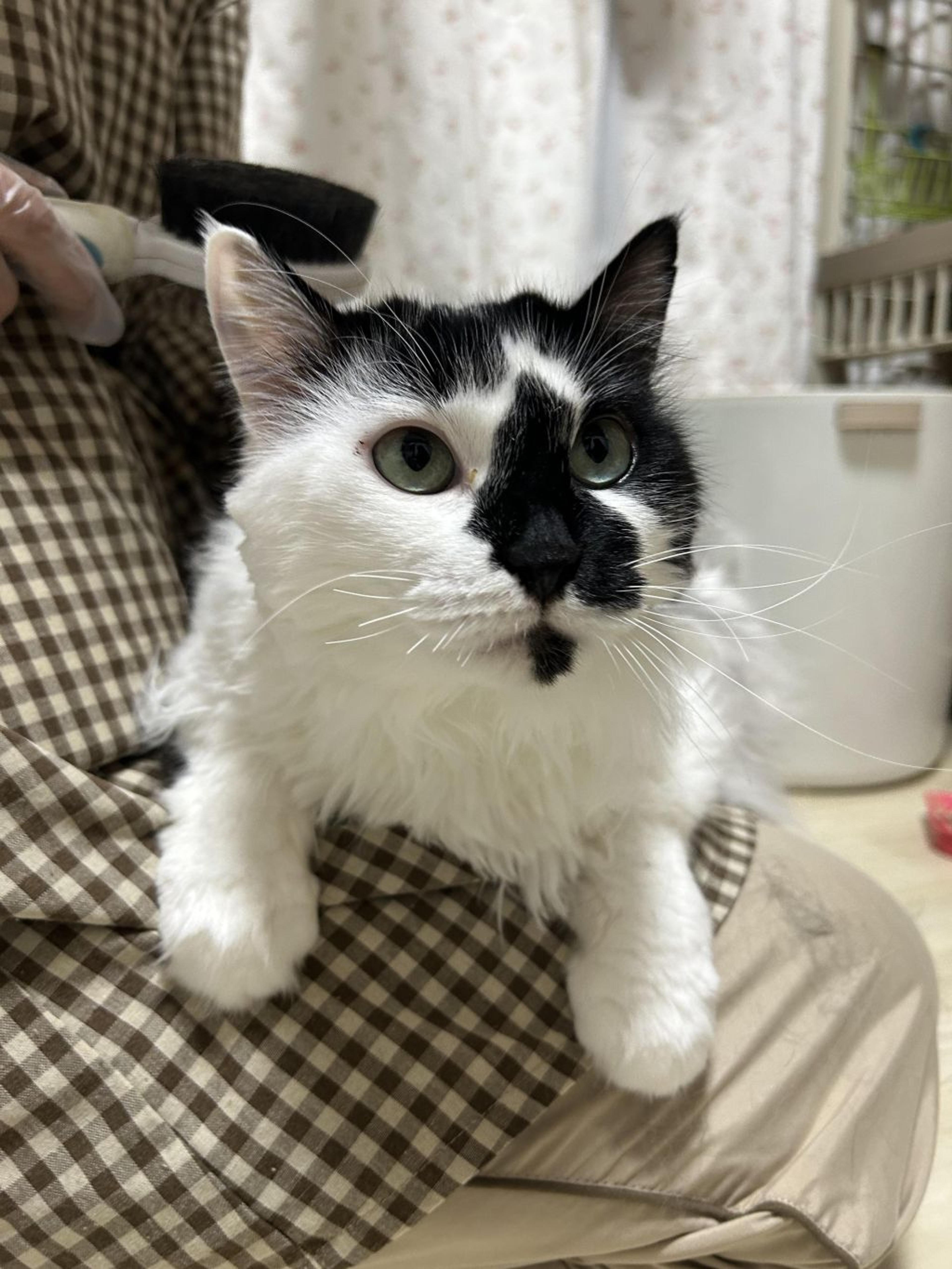 pet-image-8