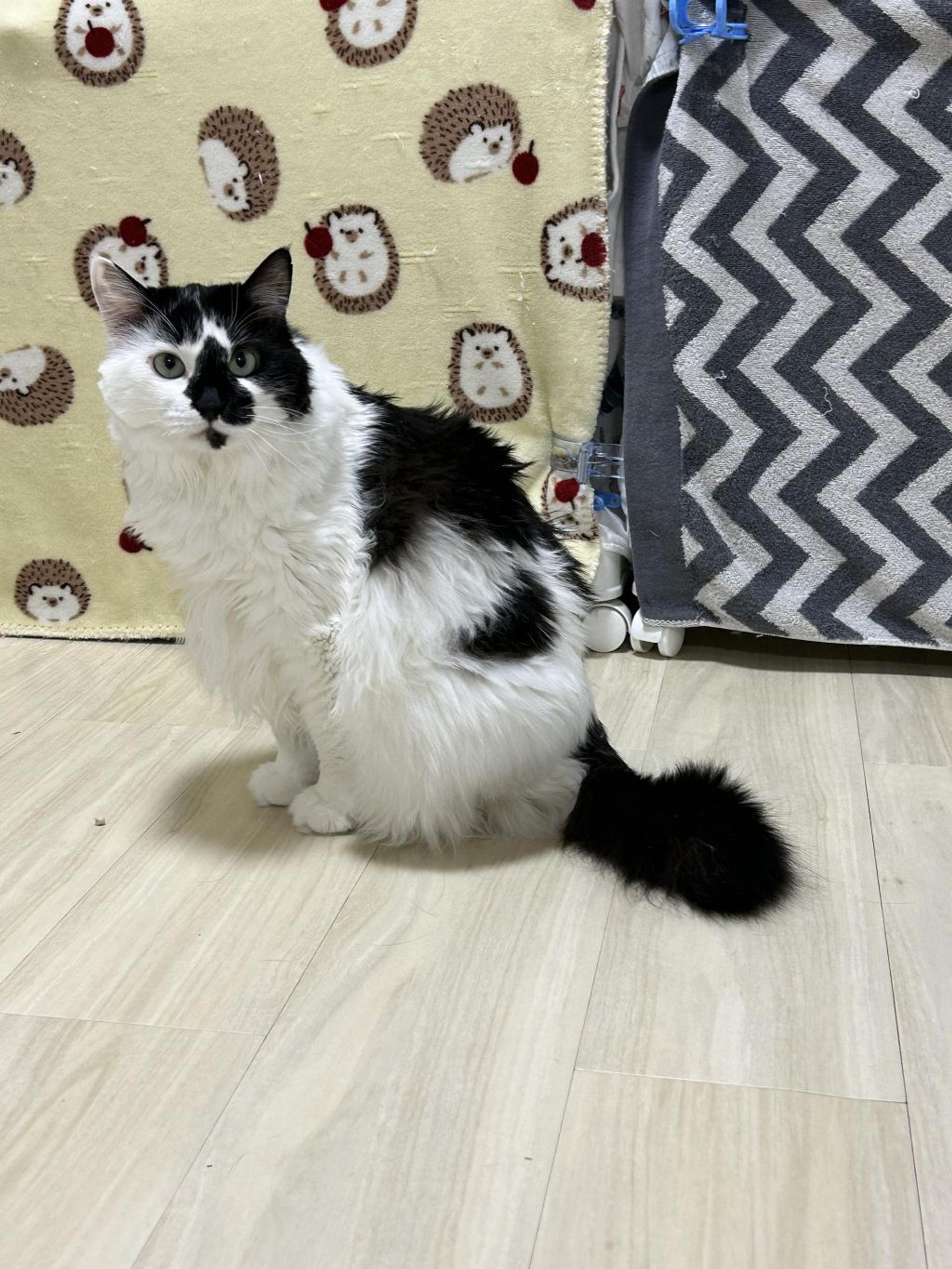 pet-image-9