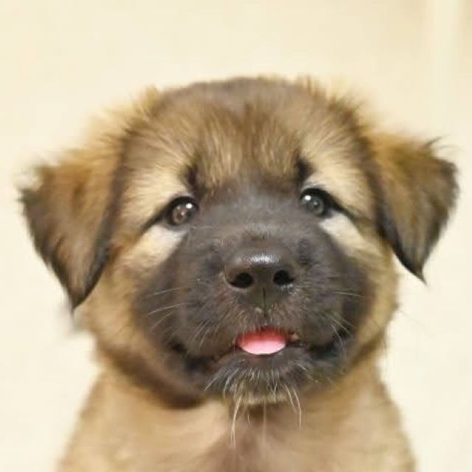 雑種（ミックス犬）・オスの里親募集の写真