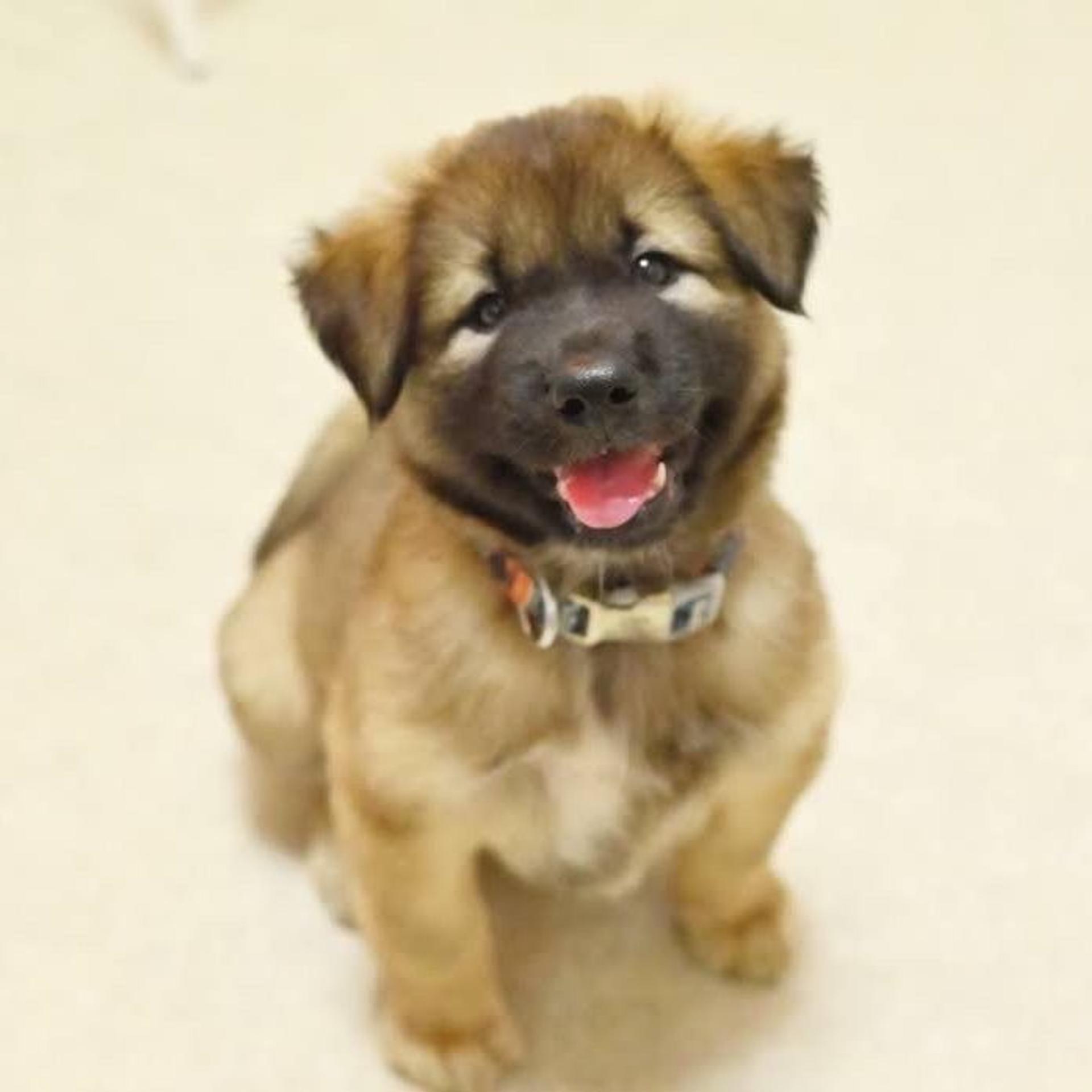pet-image-2