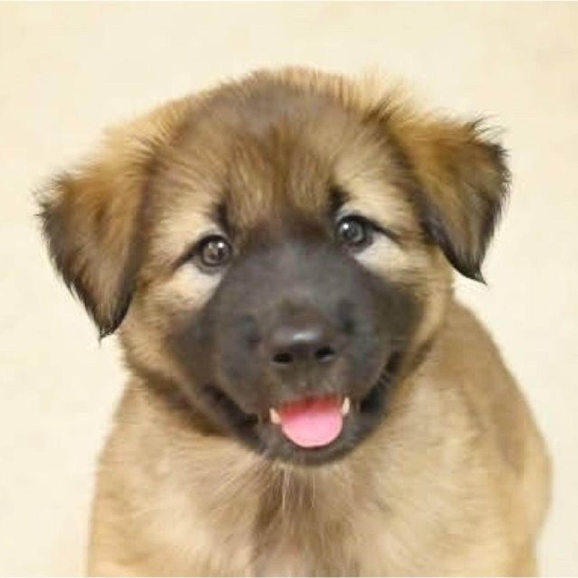 pet-image-3
