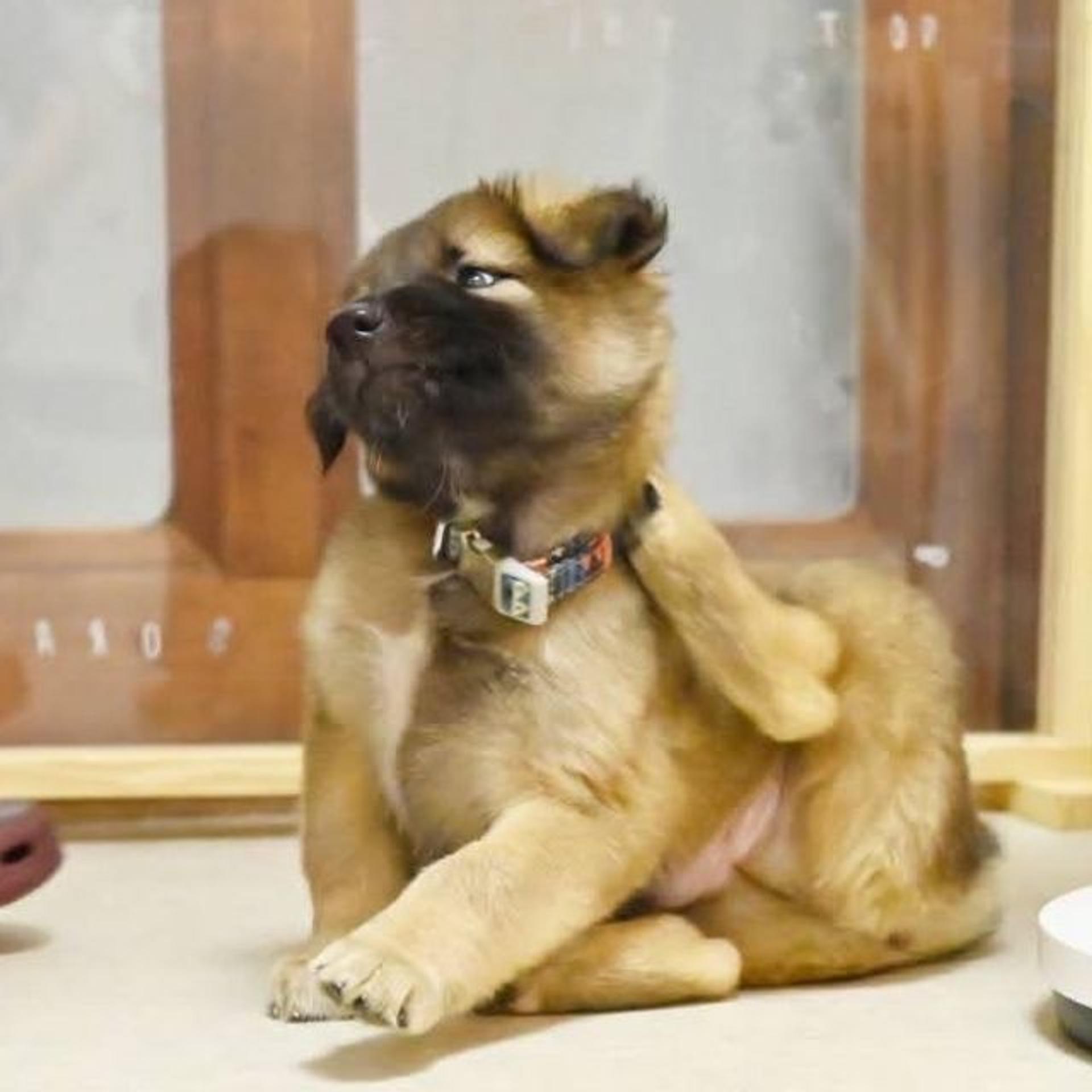 pet-image-4