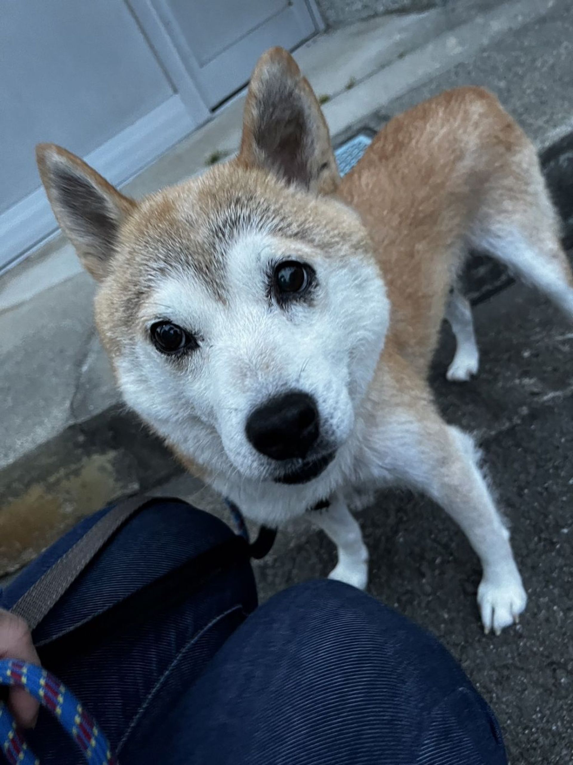 柴犬・メスの里親募集の写真