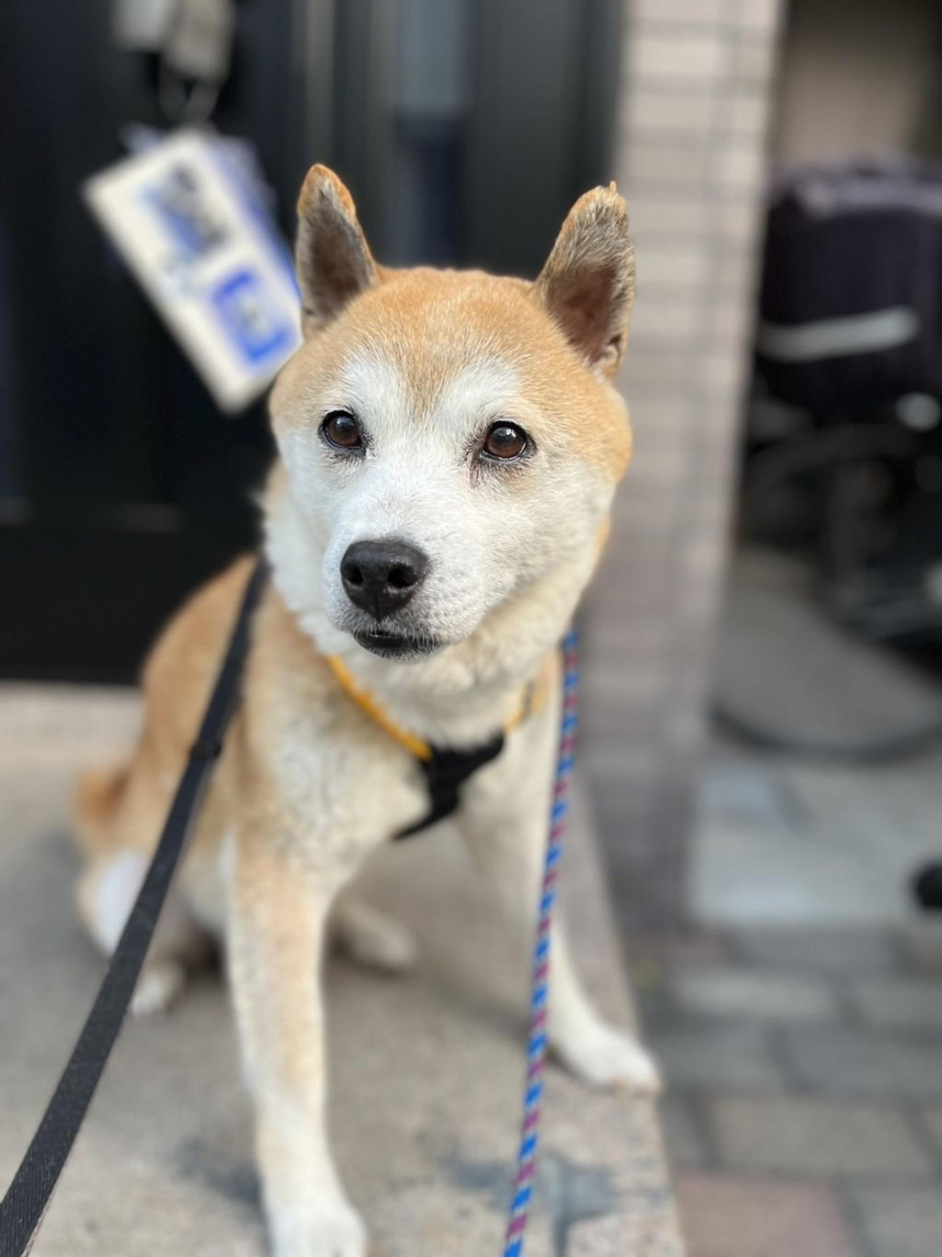 pet-image-4