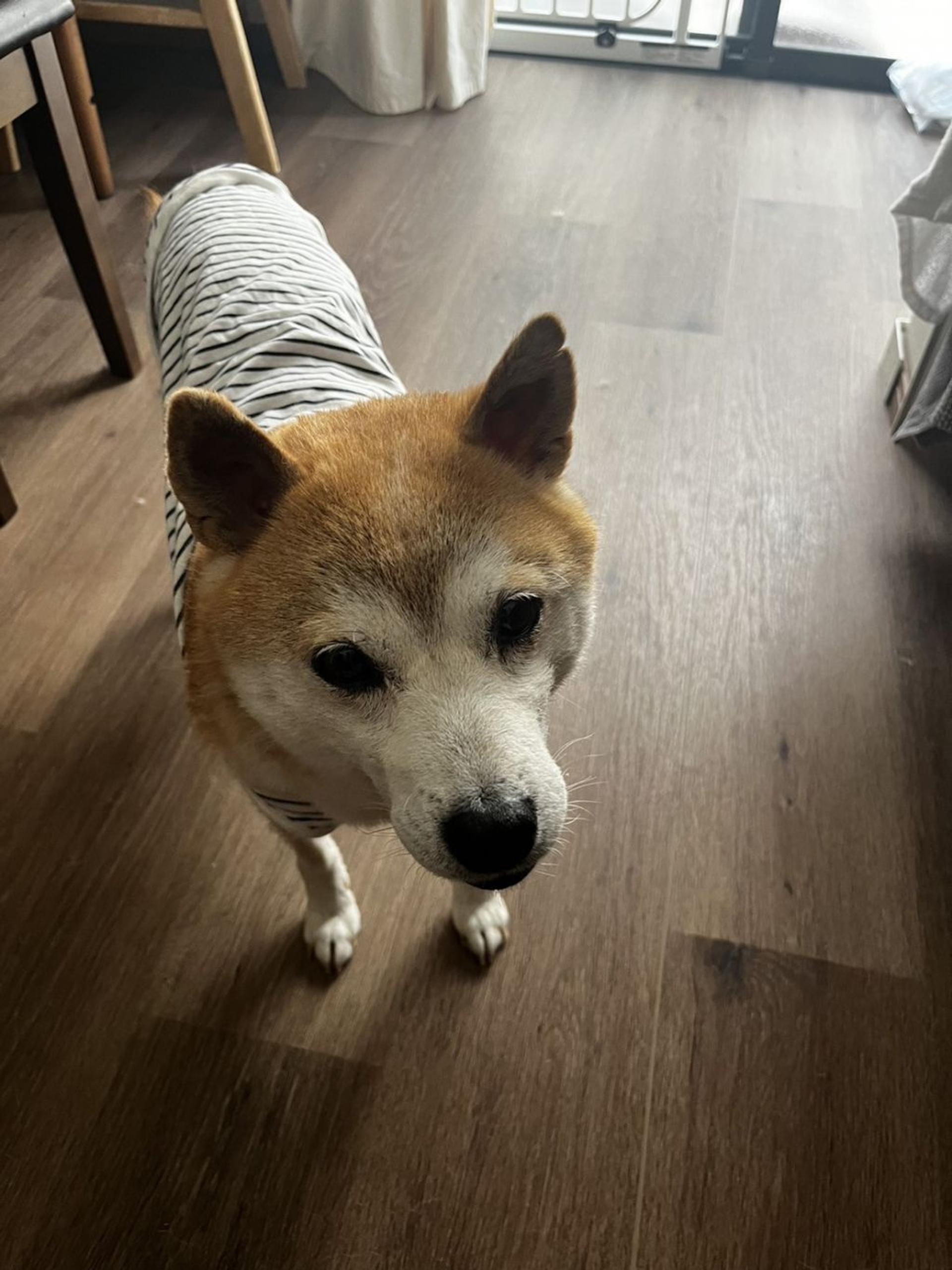 pet-image-5