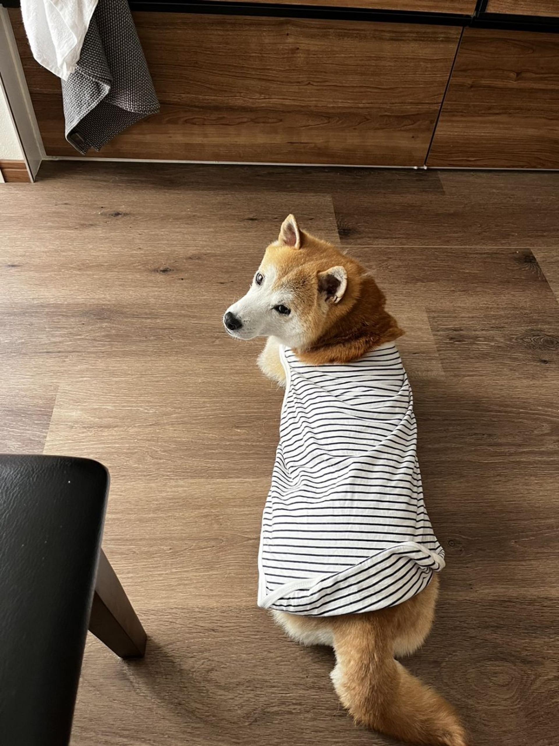pet-image-6