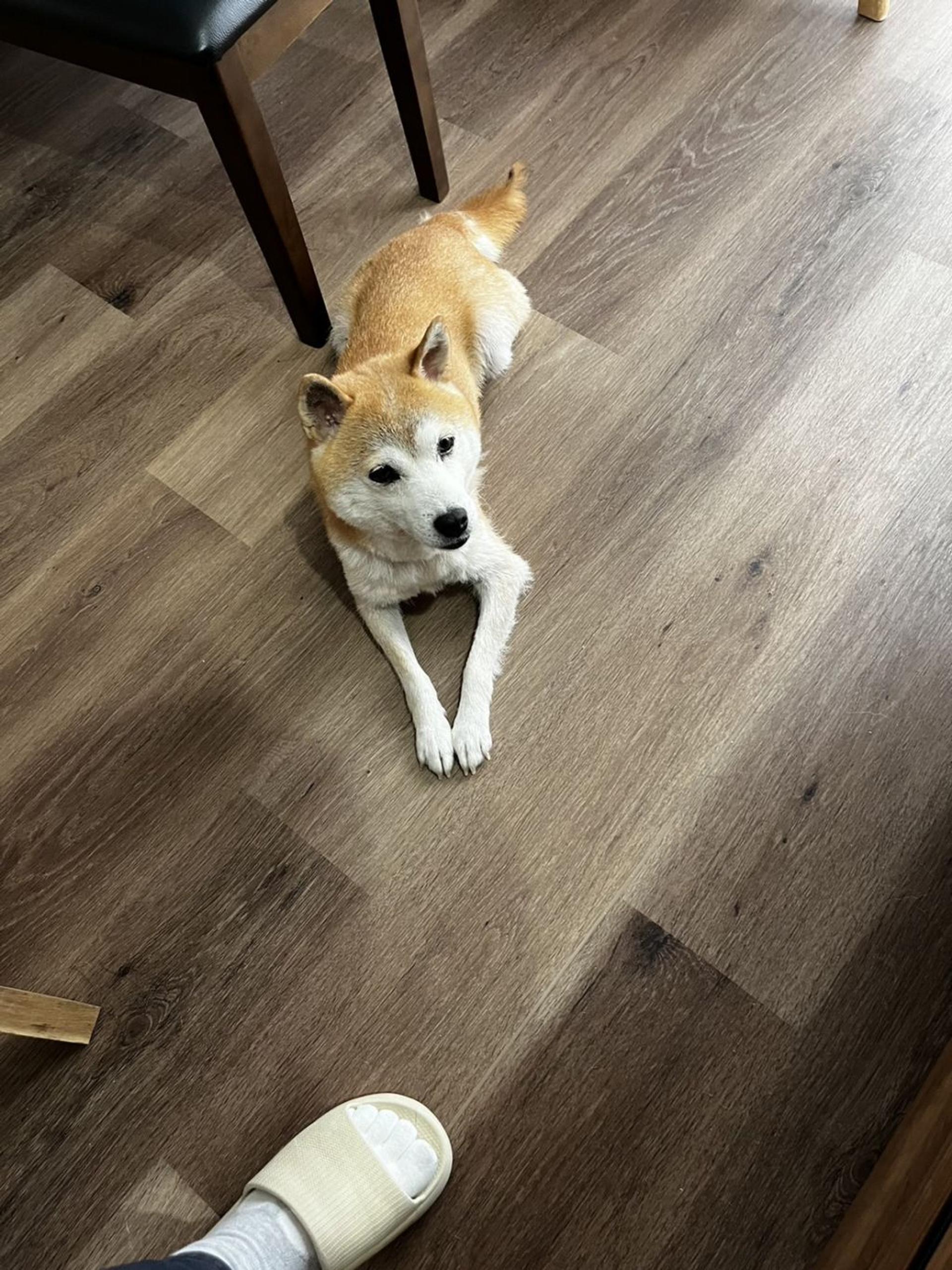 pet-image-7