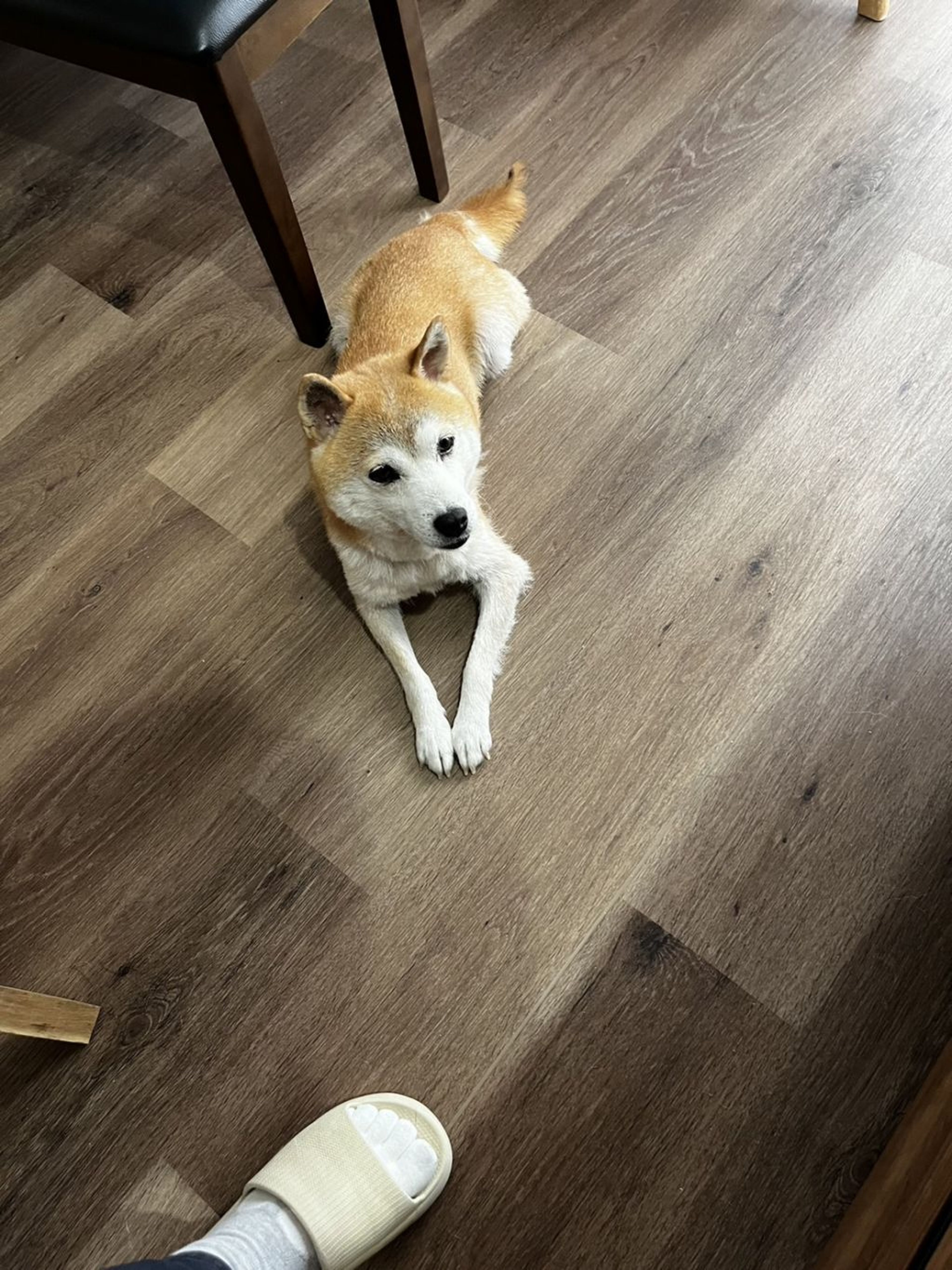pet-image-7