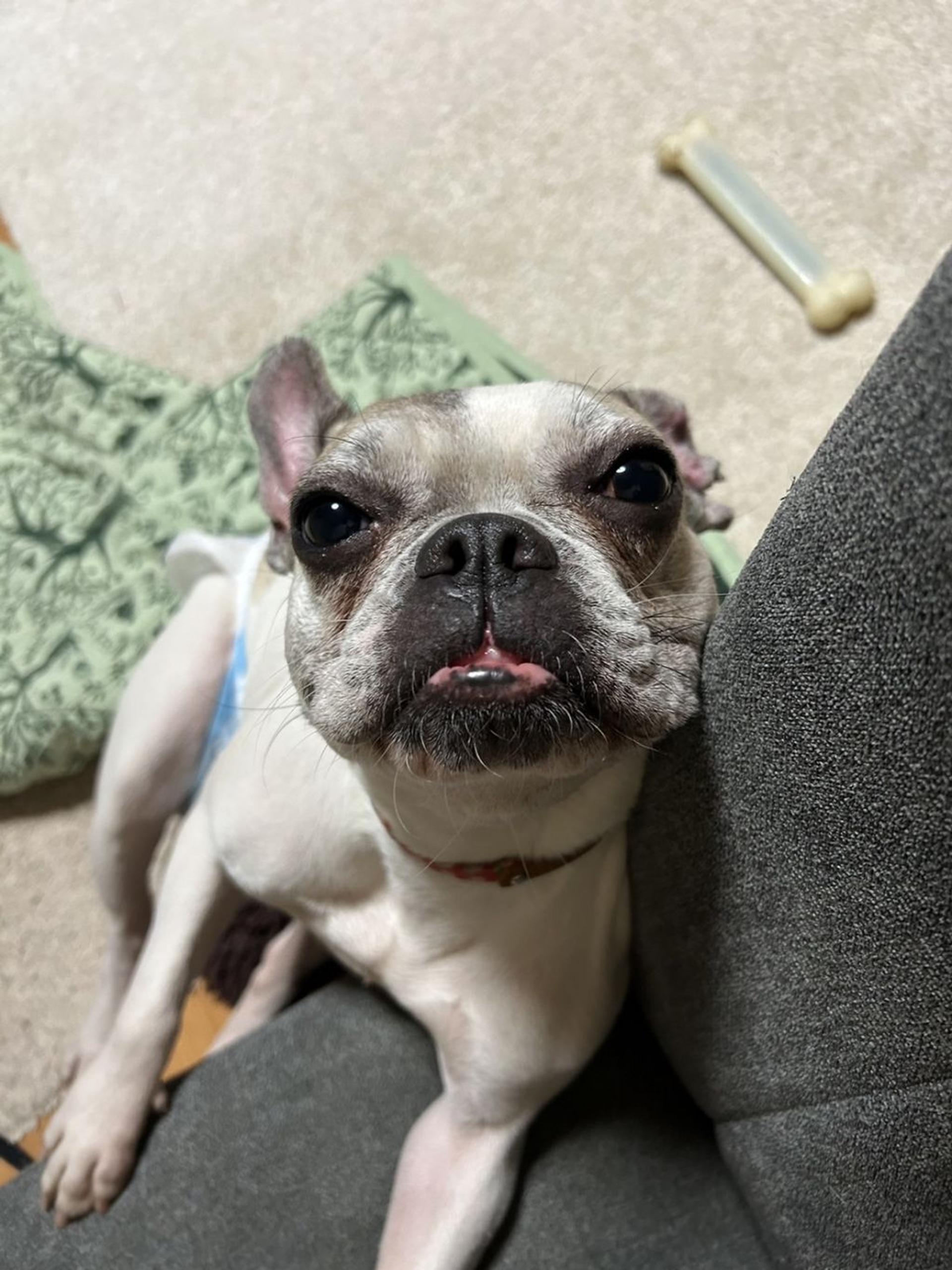 pet-image-2
