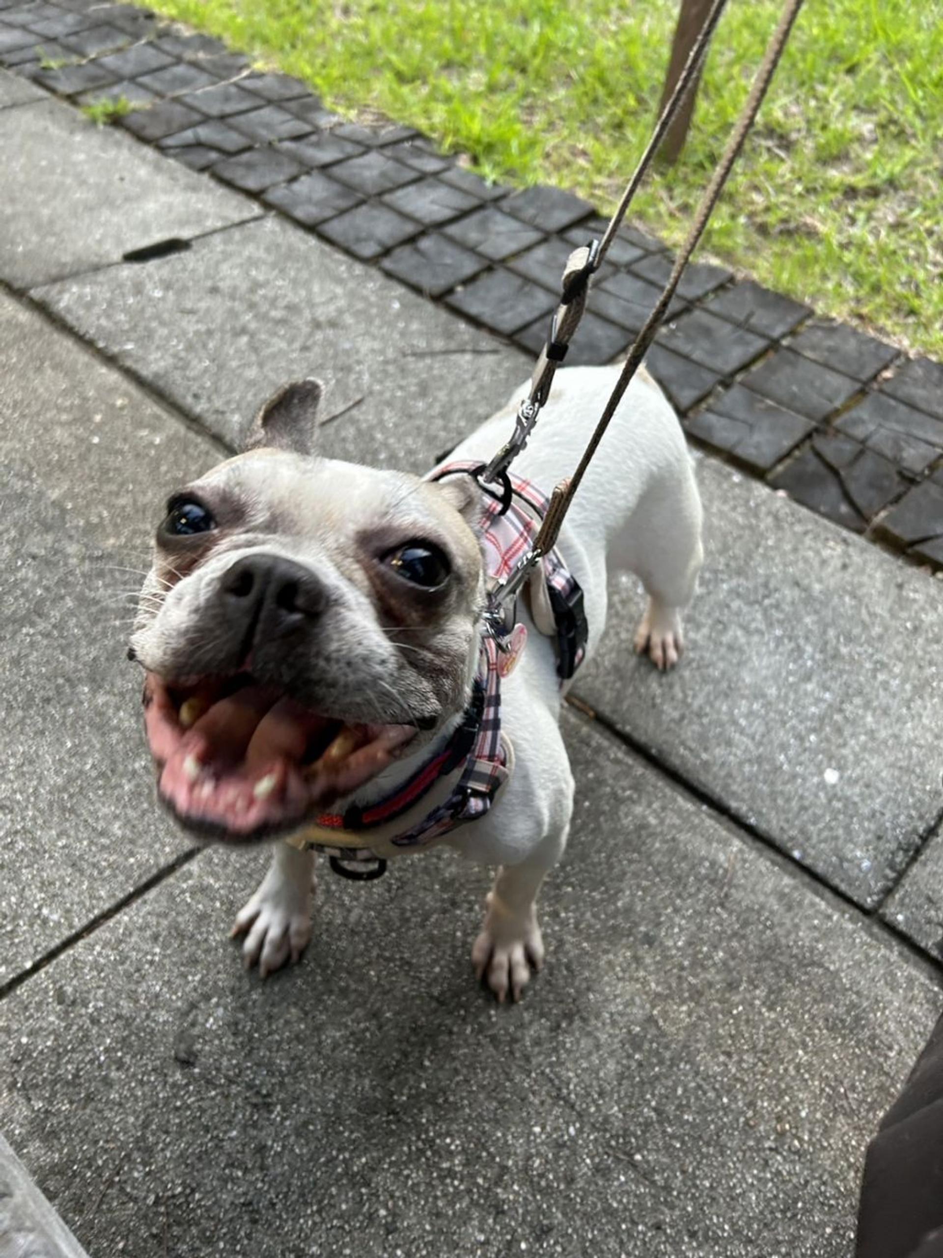 pet-image-3