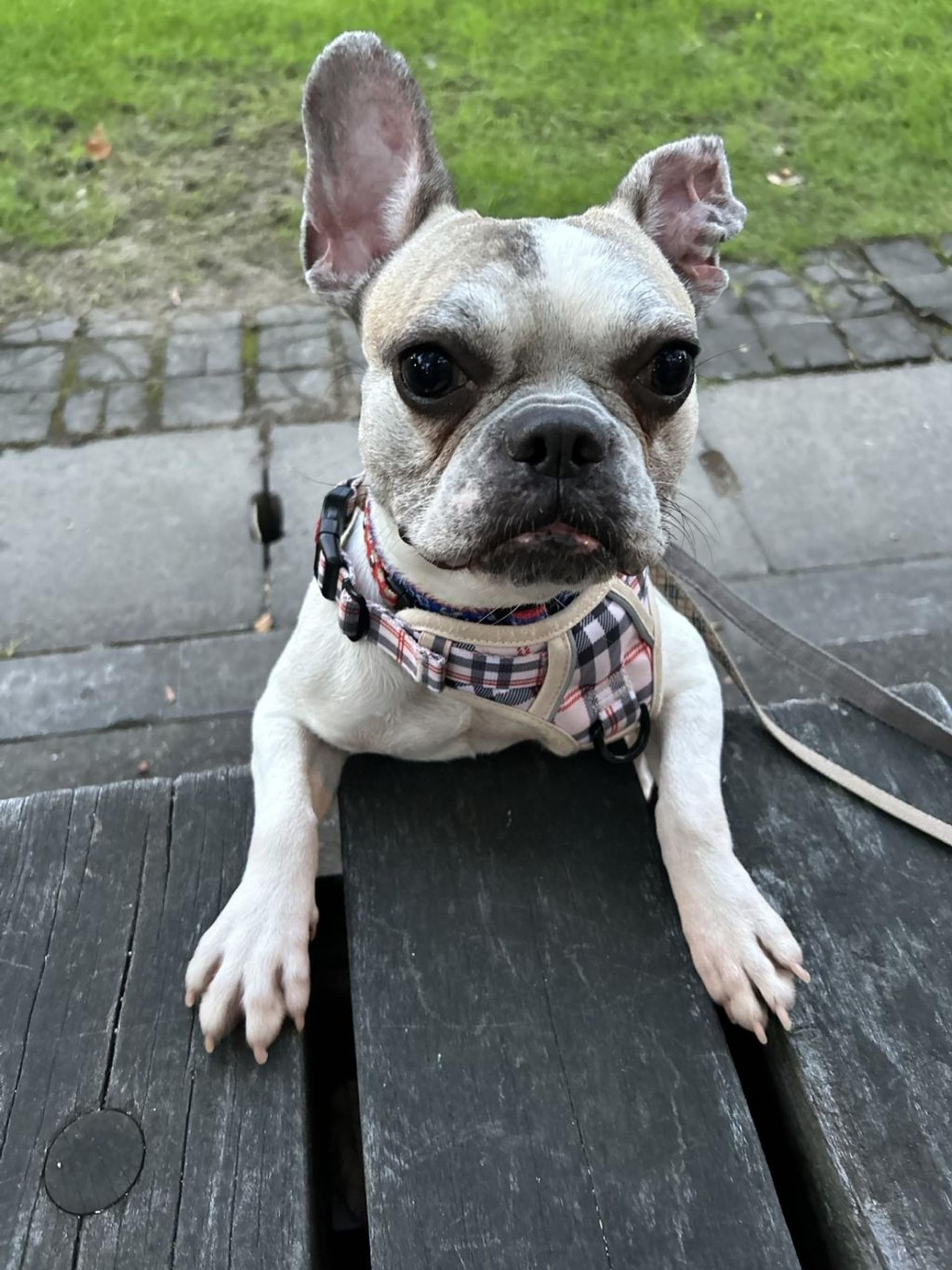 pet-image-4