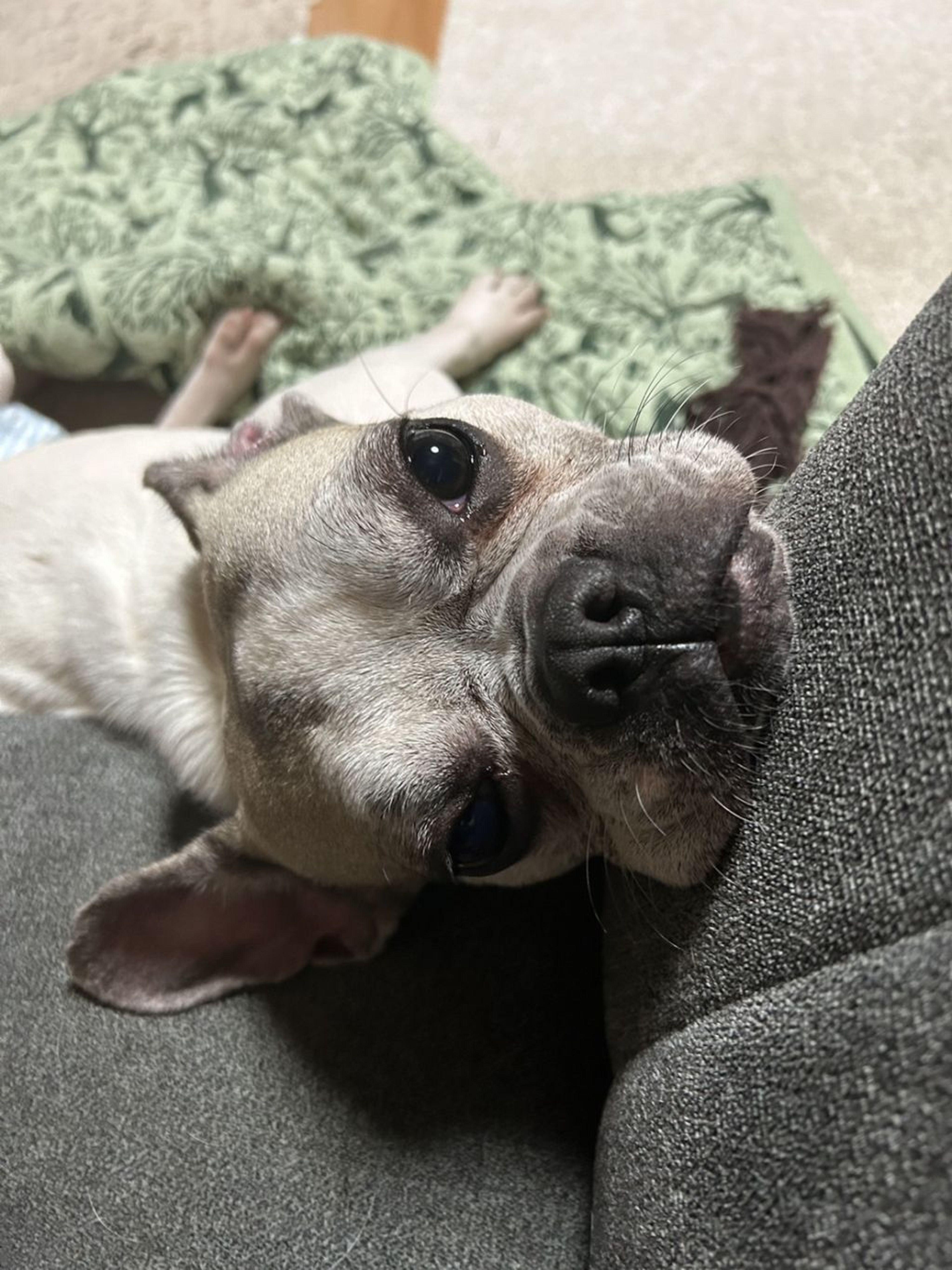 pet-image-5