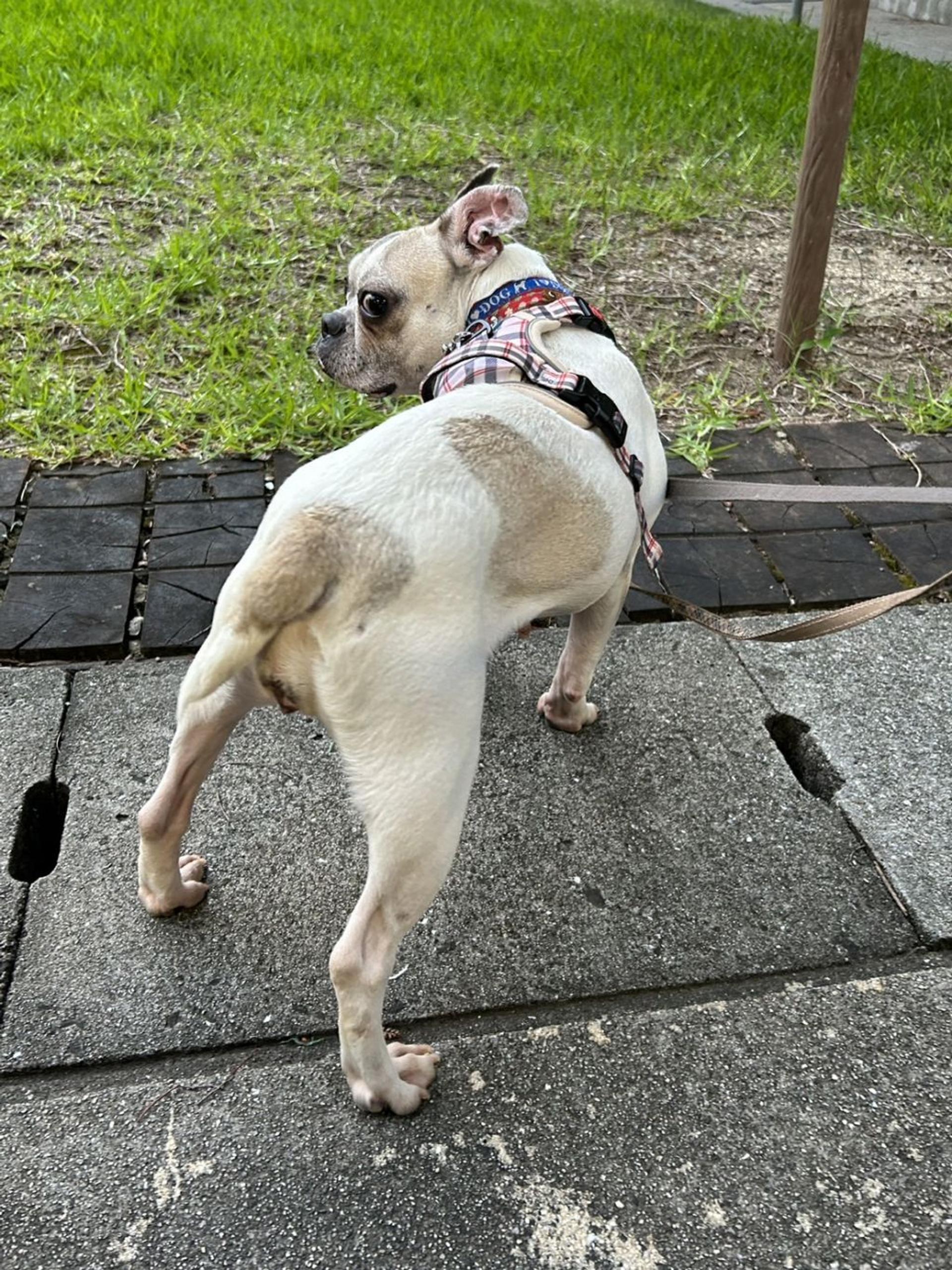 pet-image-7