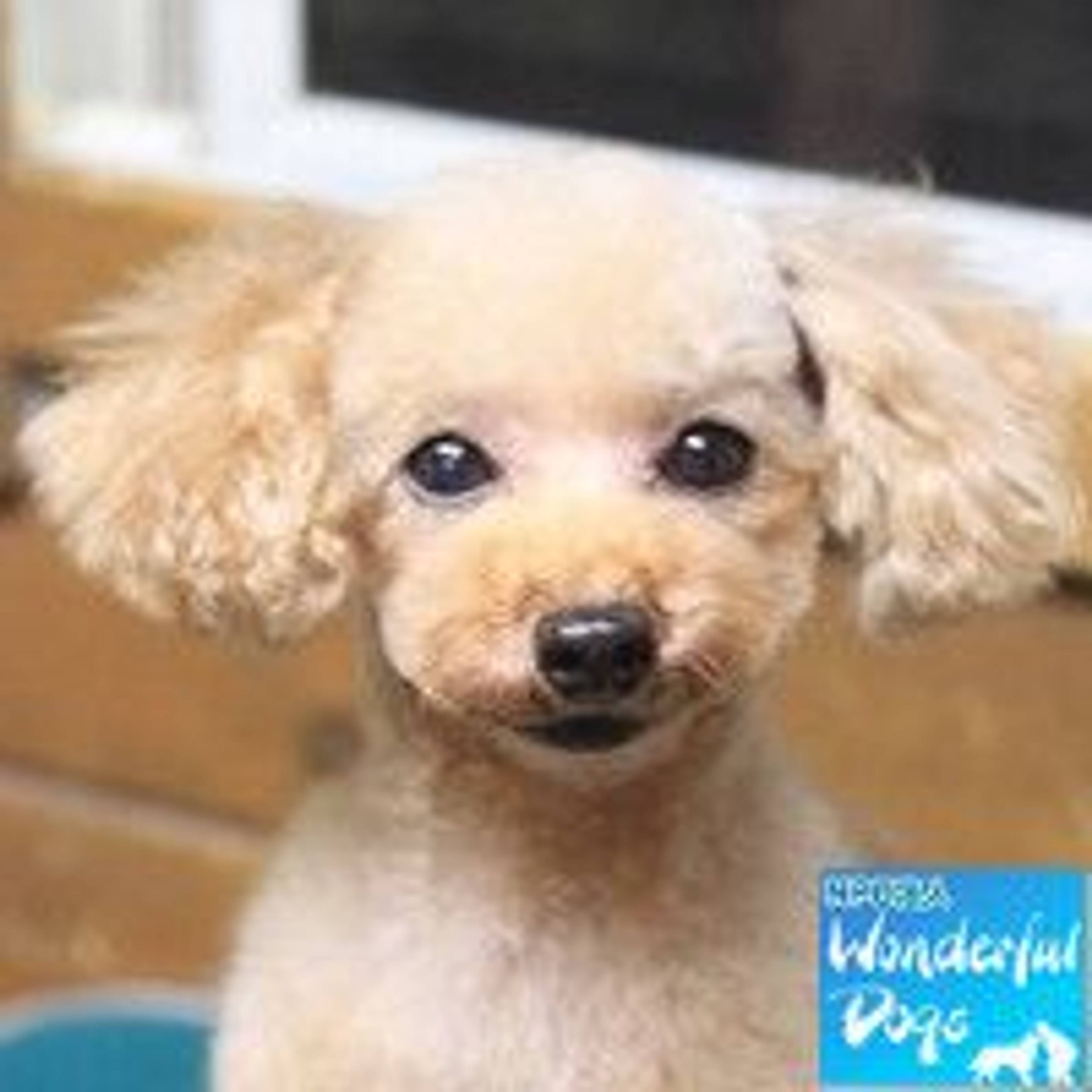トイプードル・メスの里親募集の写真