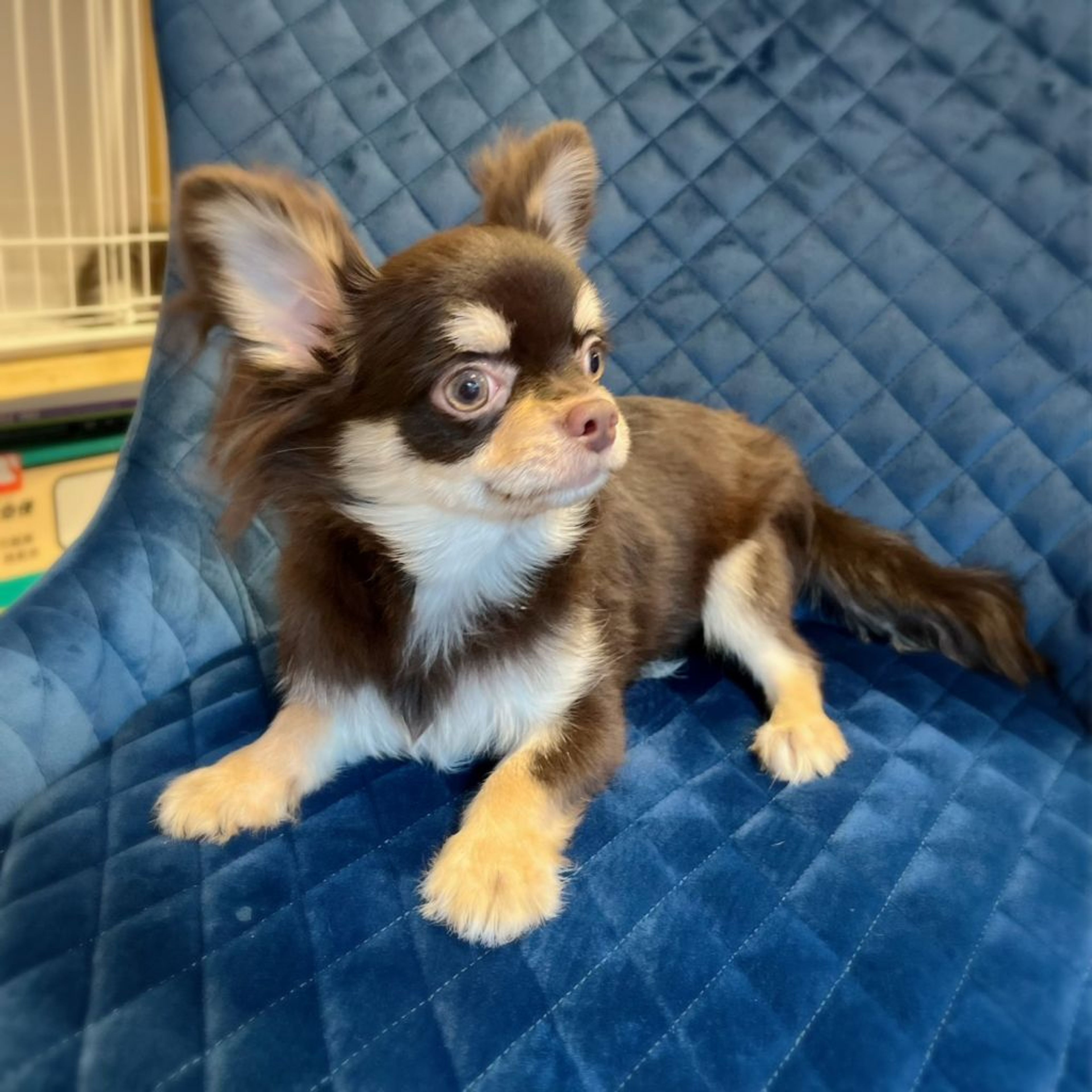 pet-image-2
