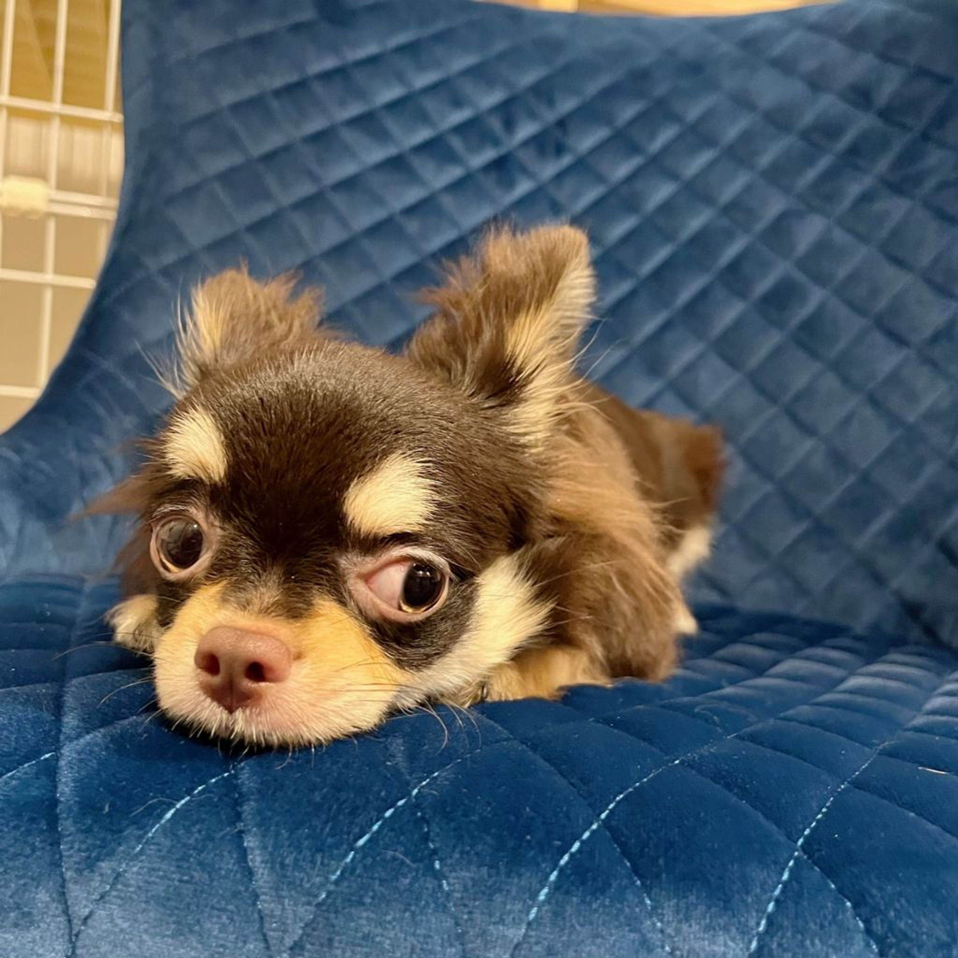 pet-image-4