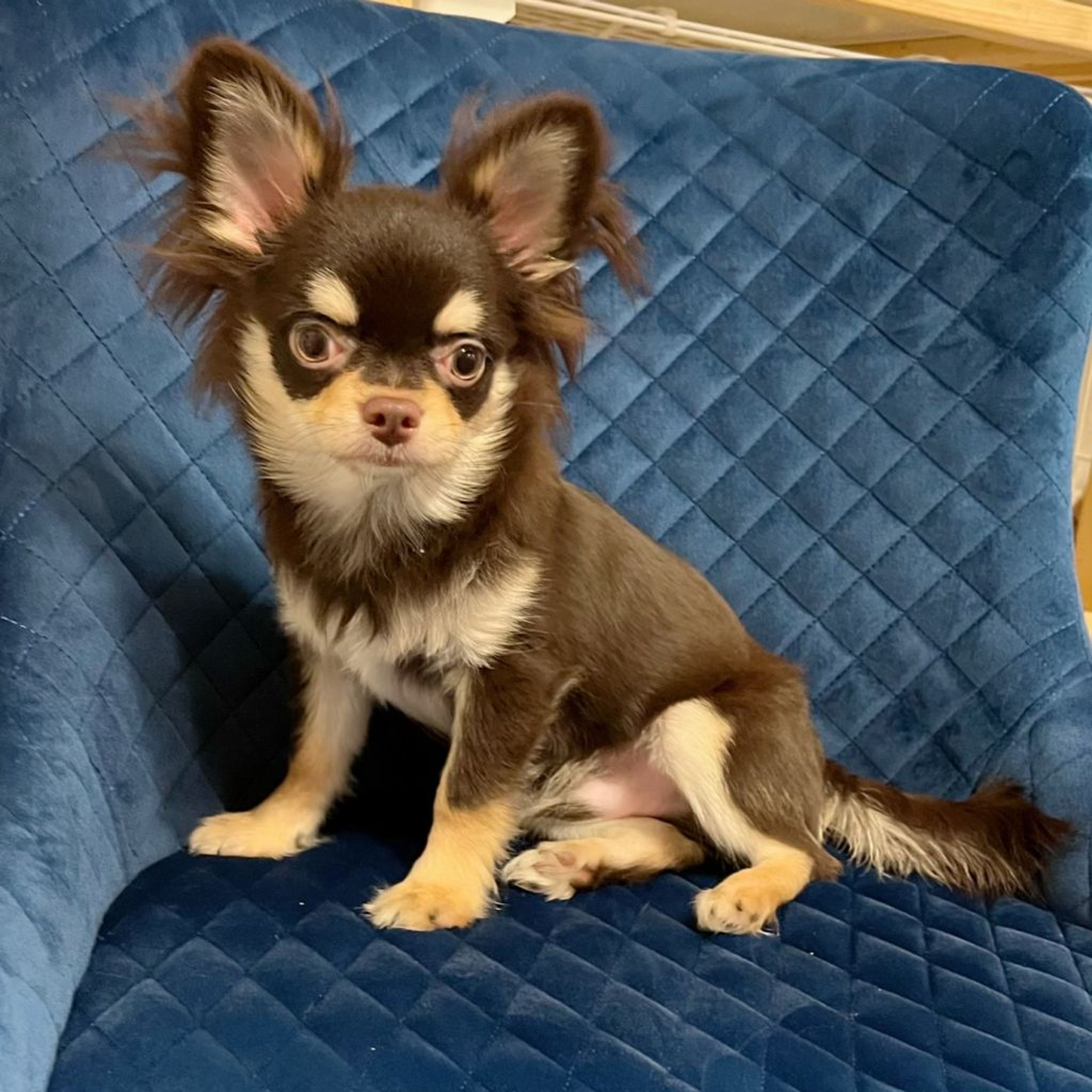 pet-image-5