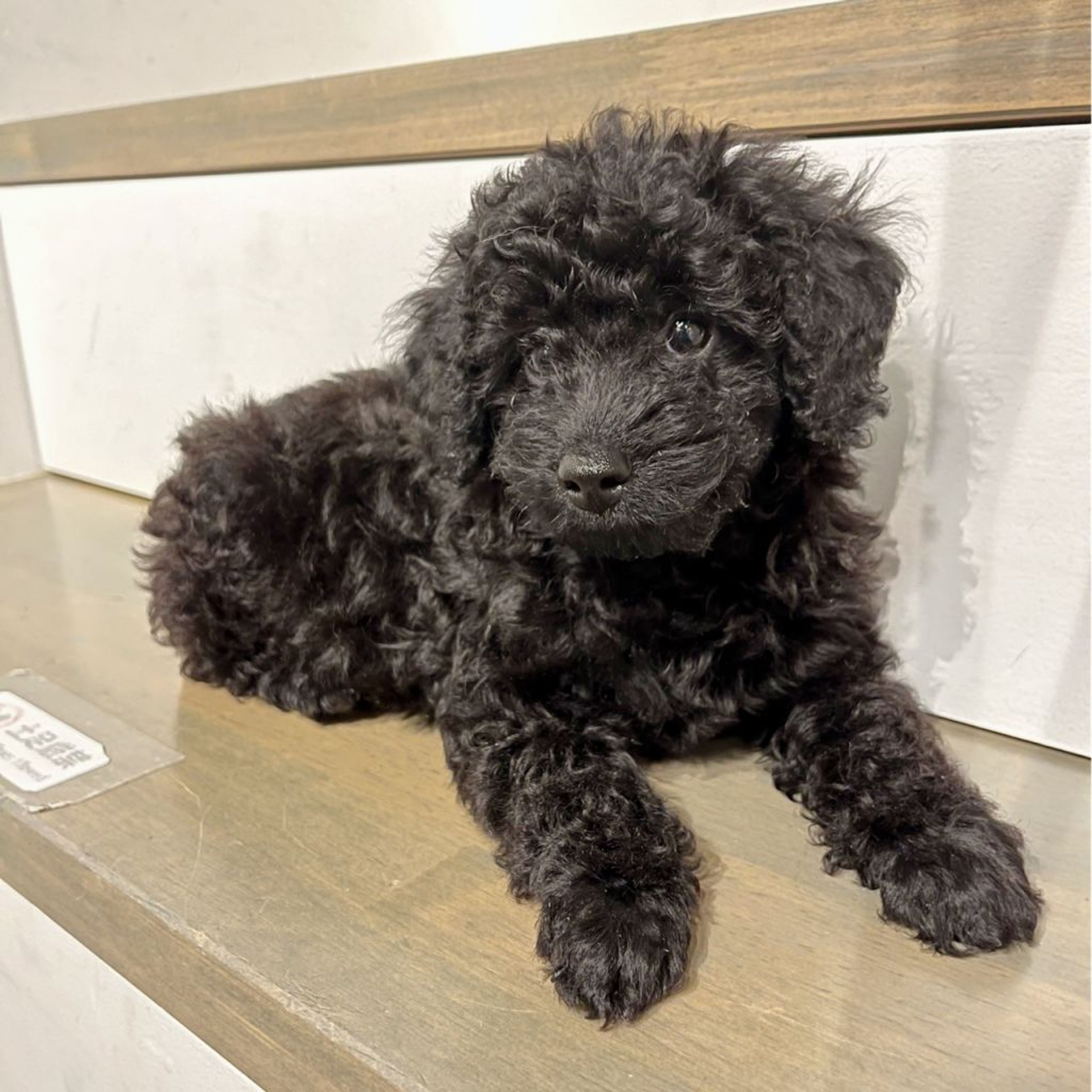 pet-image-2