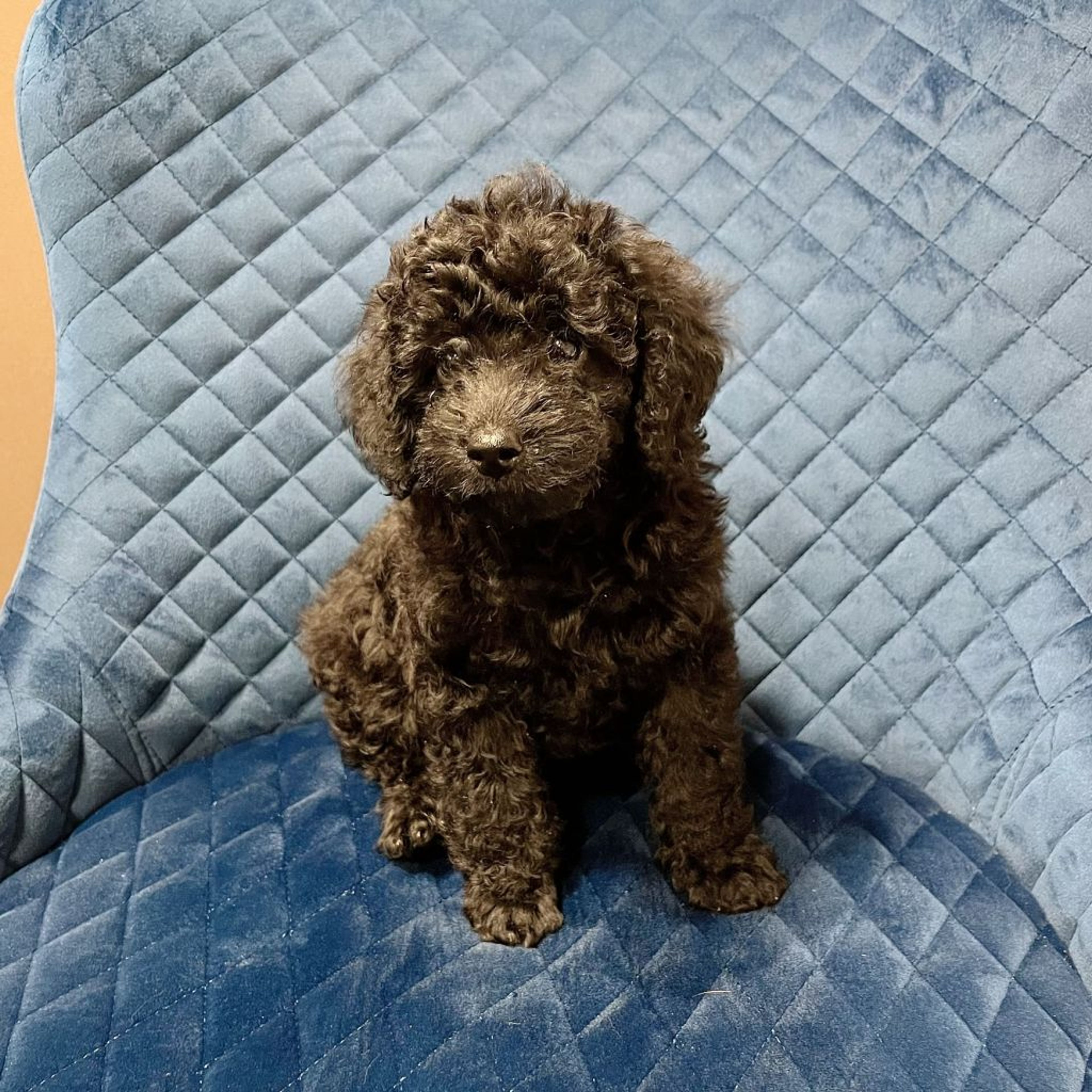 pet-image-3