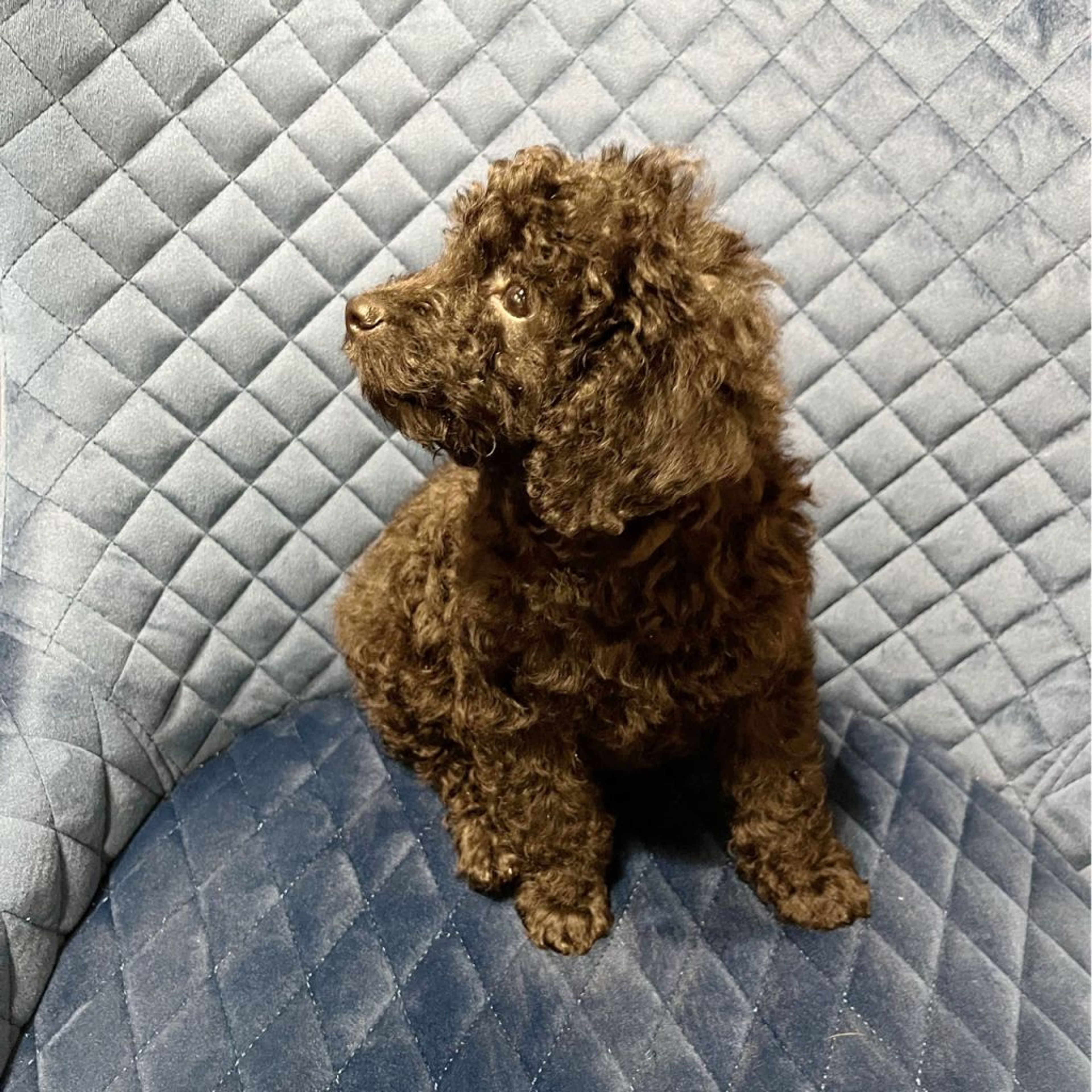 pet-image-4