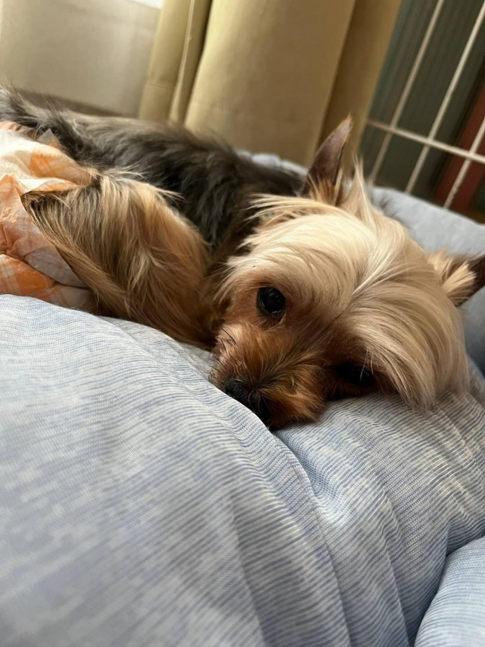 pet-image-3