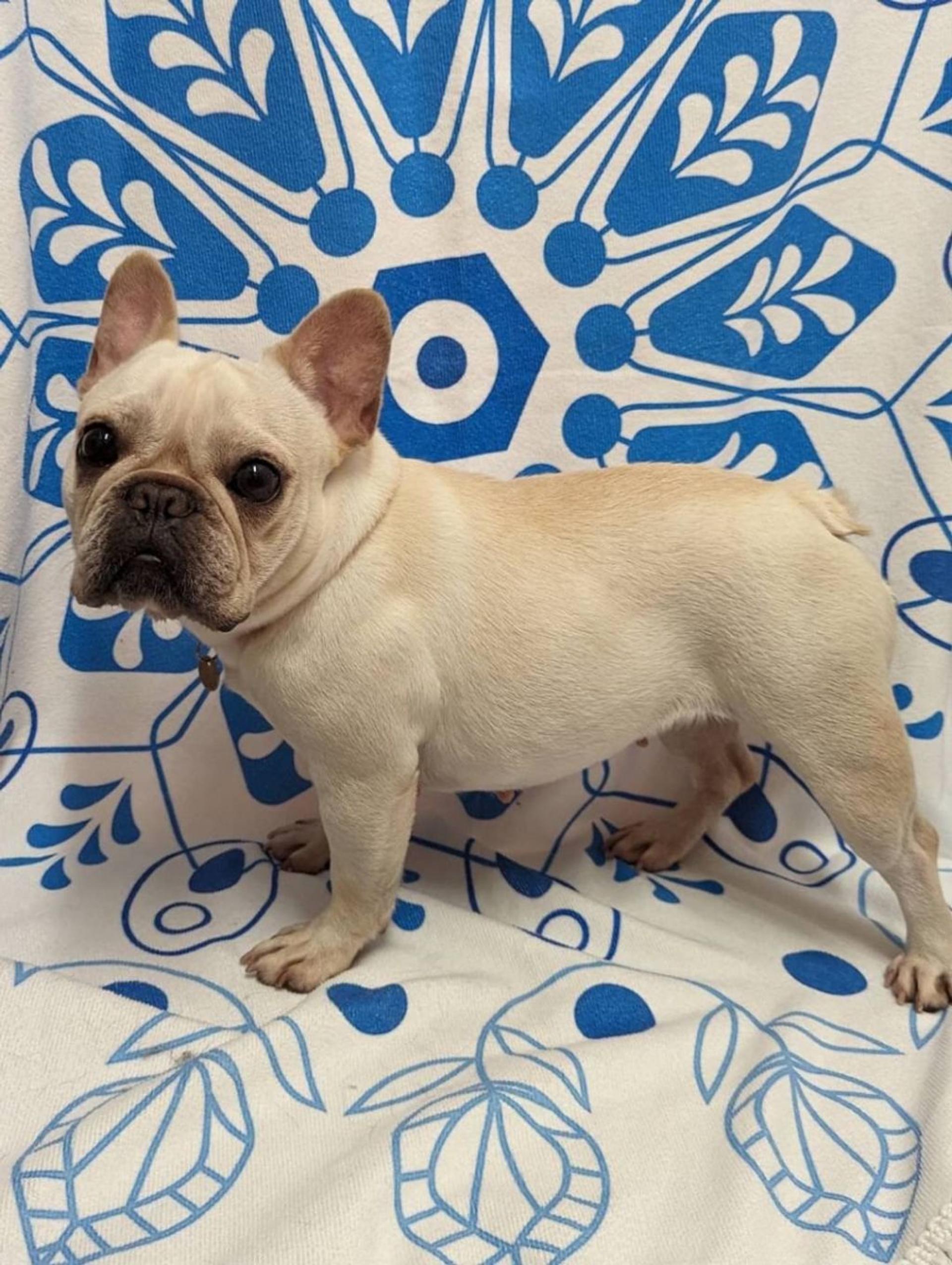 pet-image-2