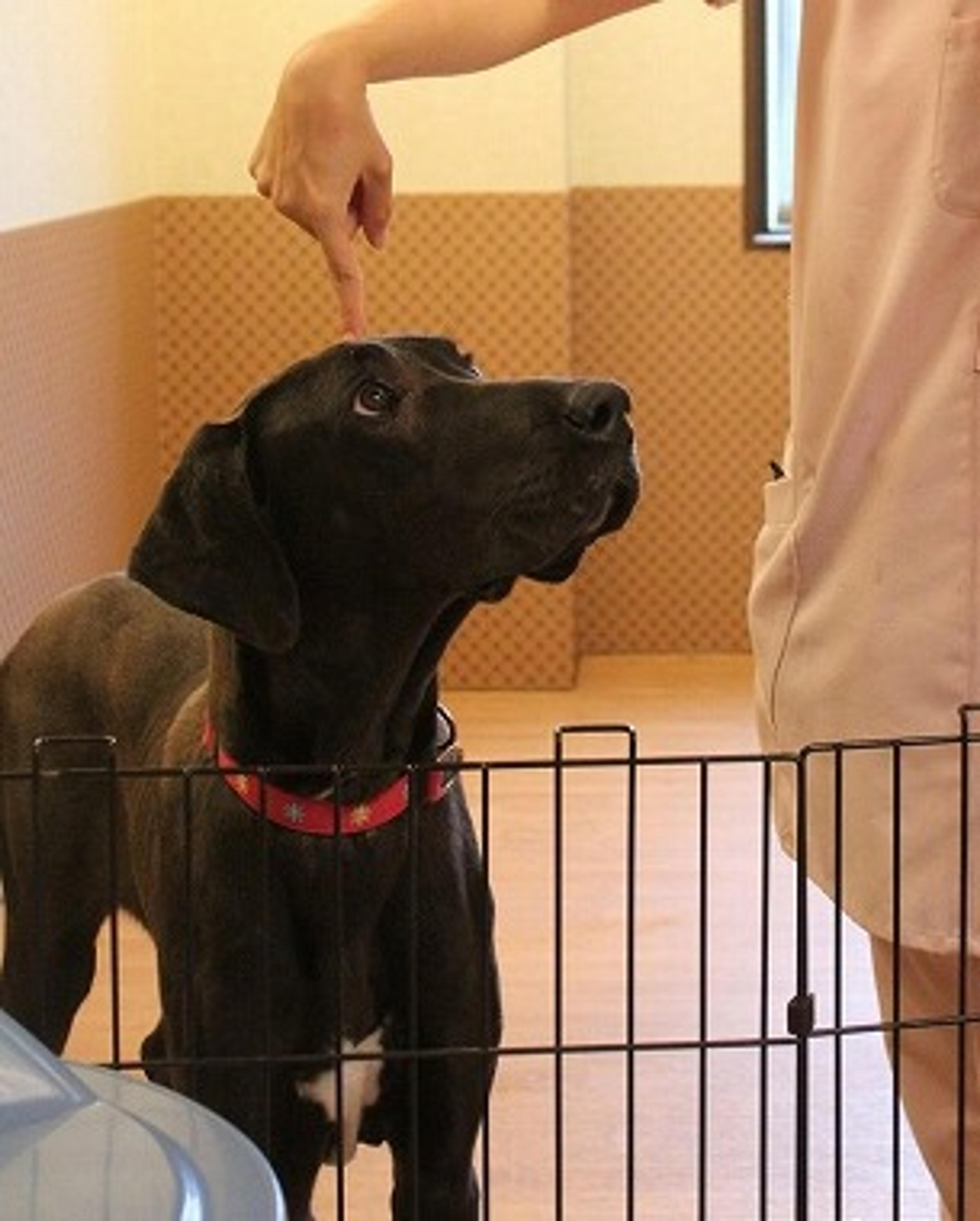 pet-image-3