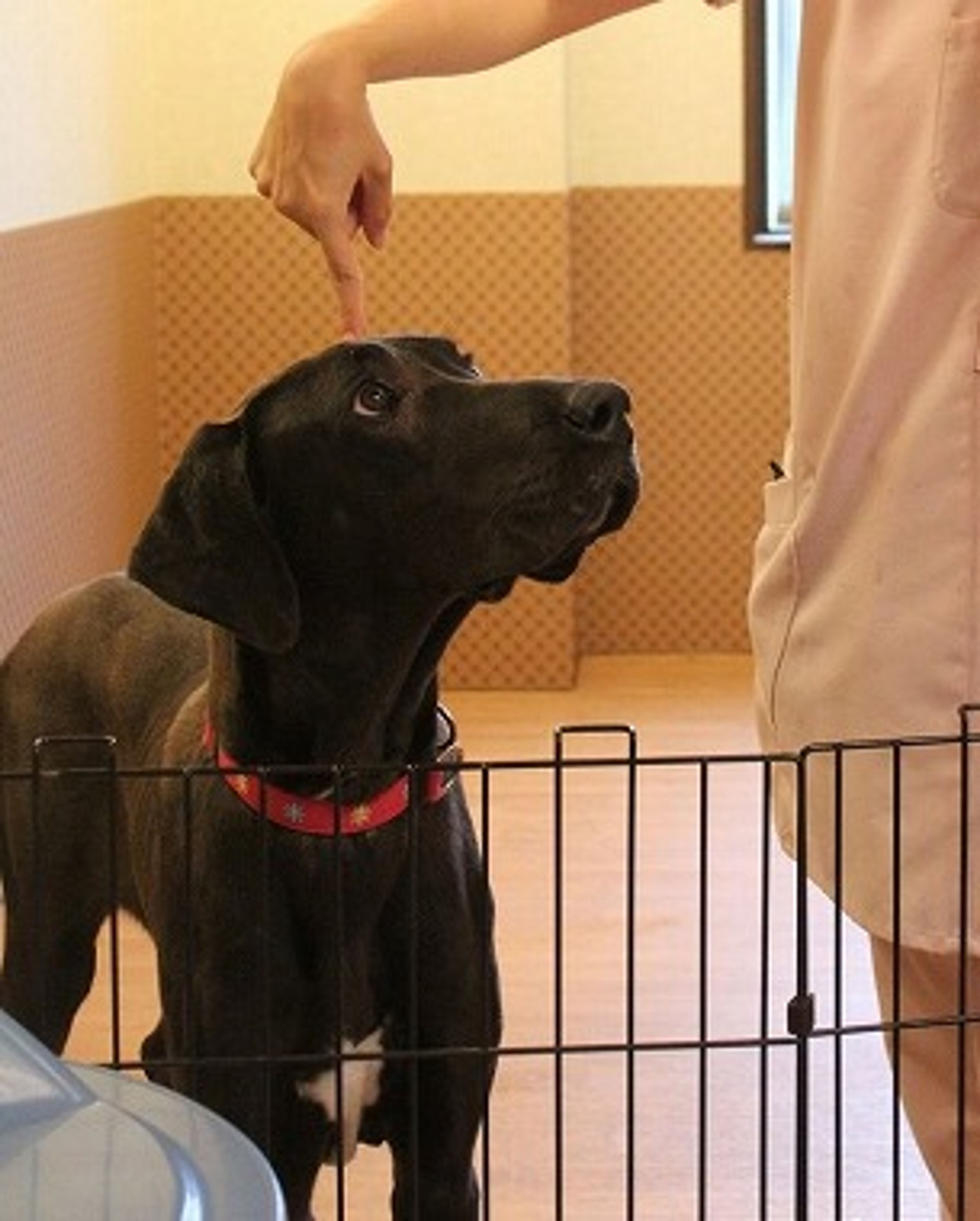 pet-image-3