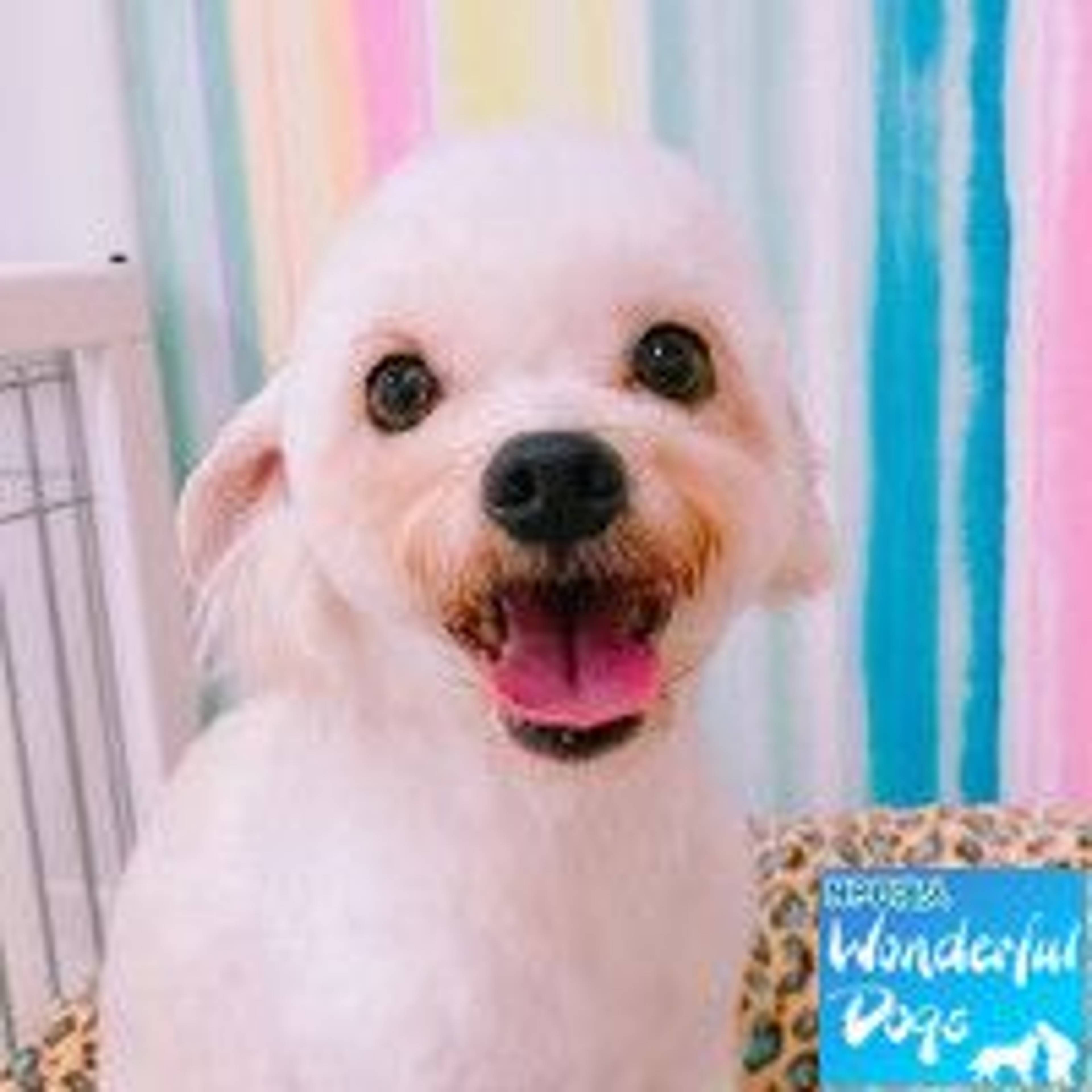 雑種（ミックス犬）・オスの里親募集の写真