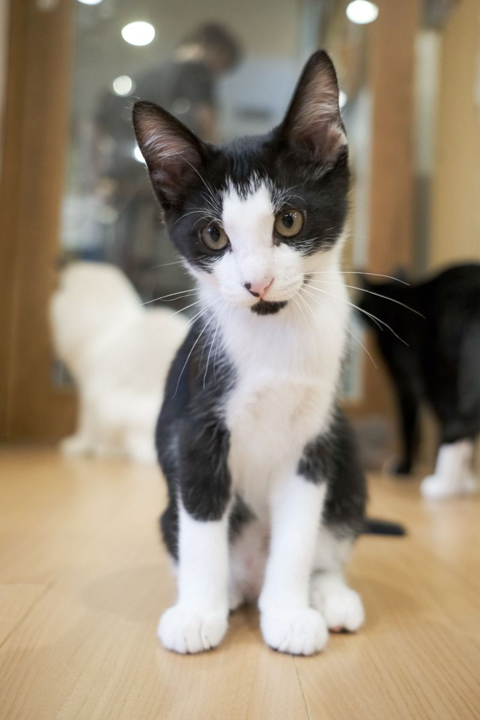 雑種（ミックス猫）・オスの里親募集の写真