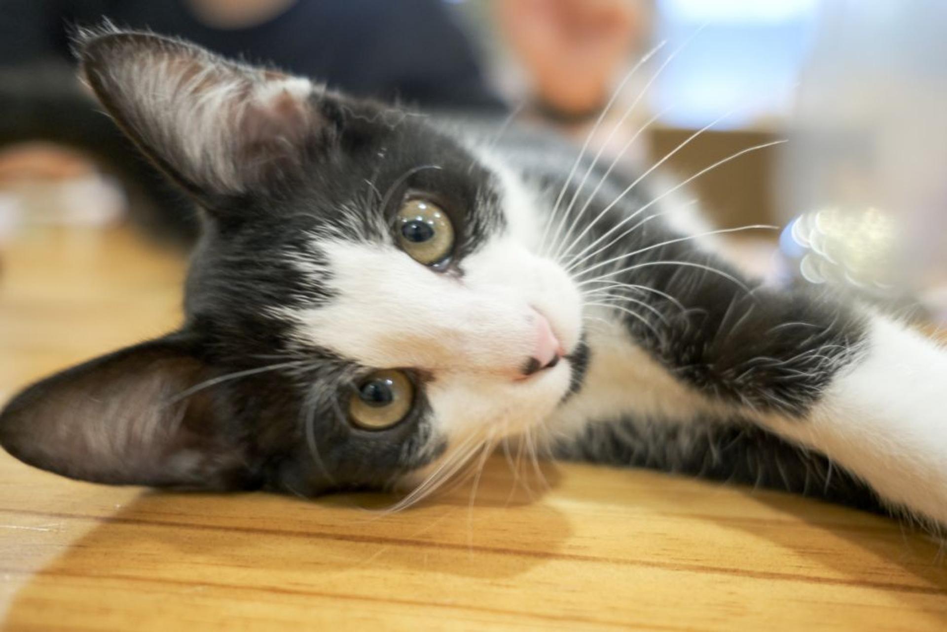 pet-image-3