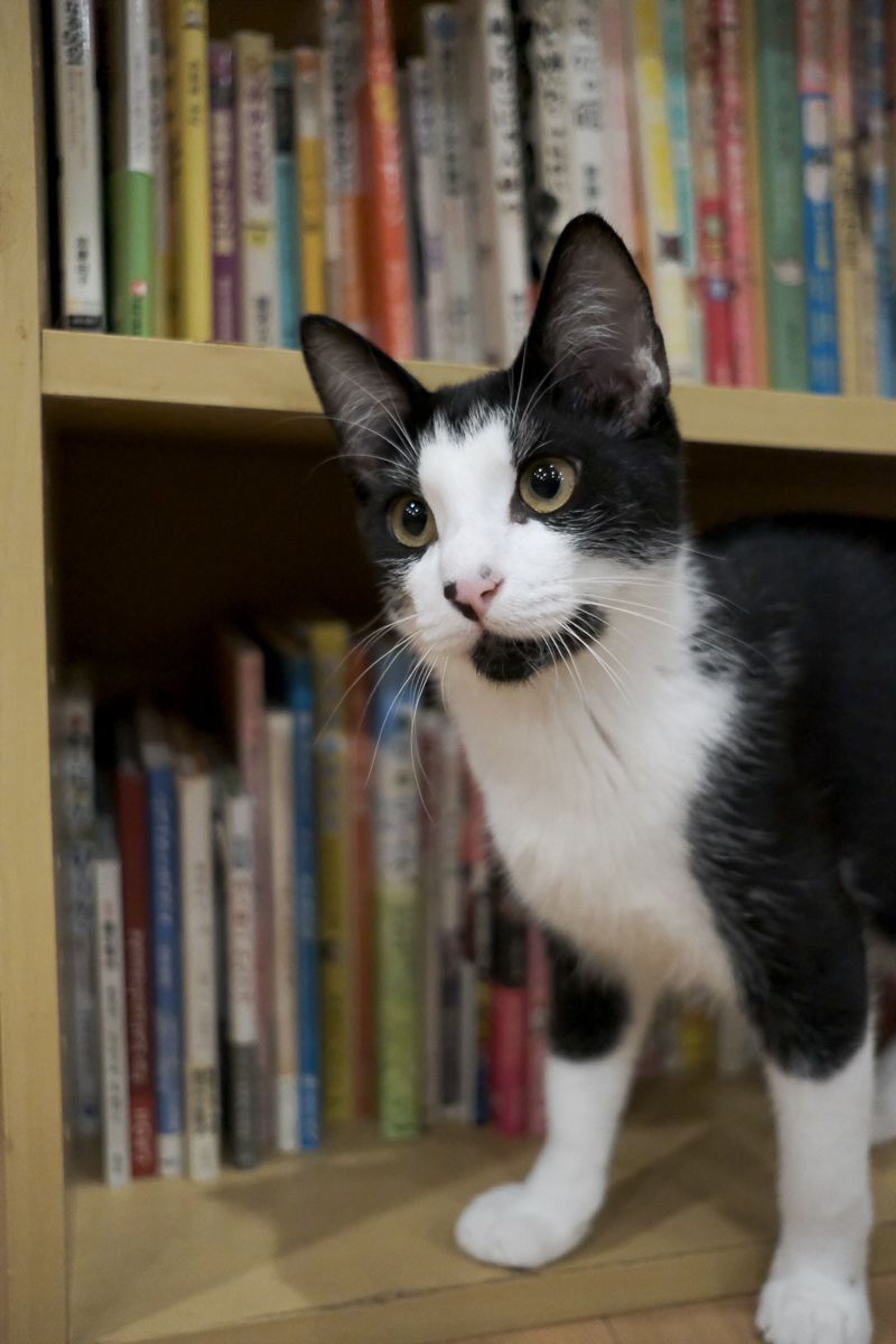 pet-image-4