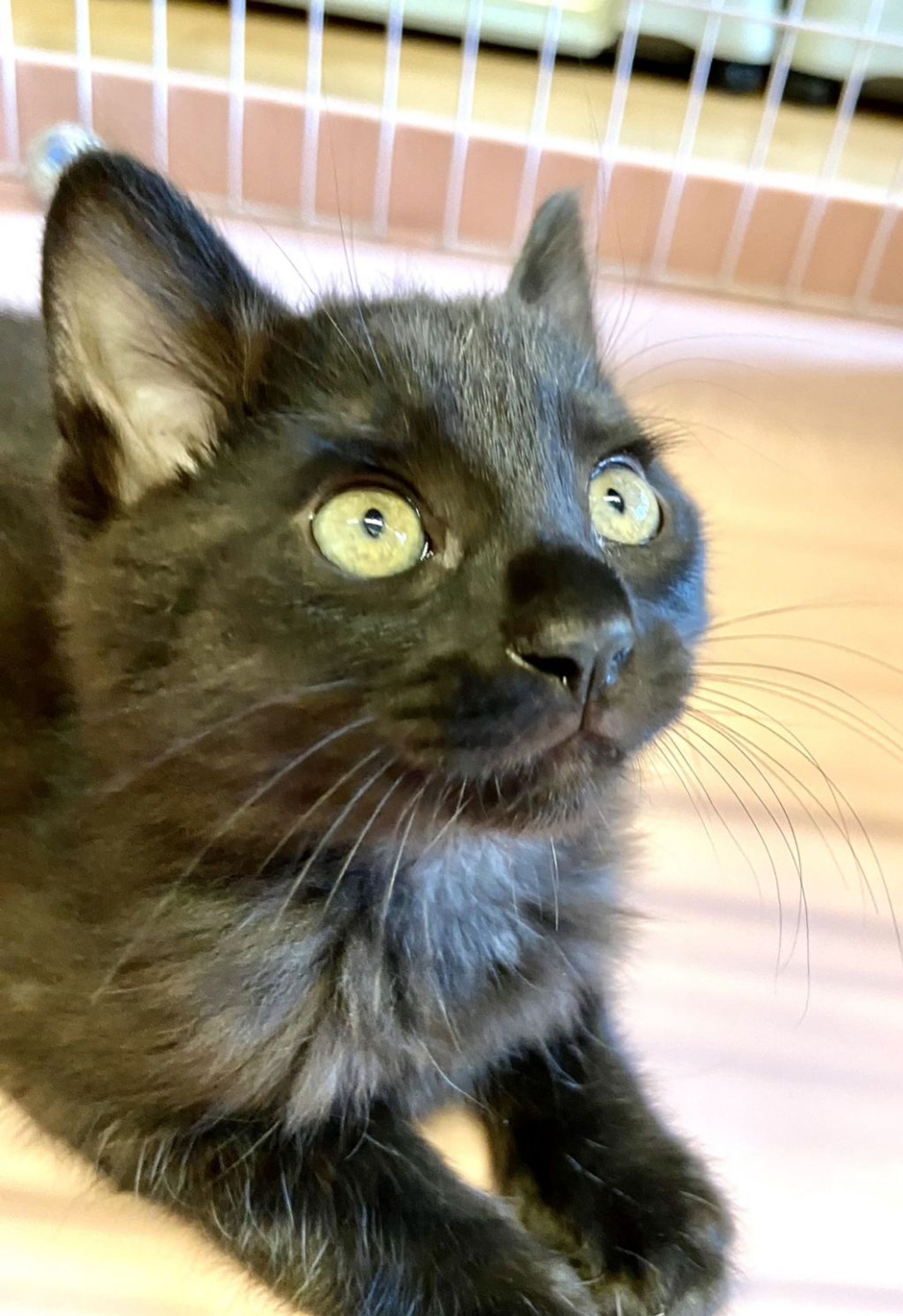 雑種（ミックス猫）・オスの里親募集の写真