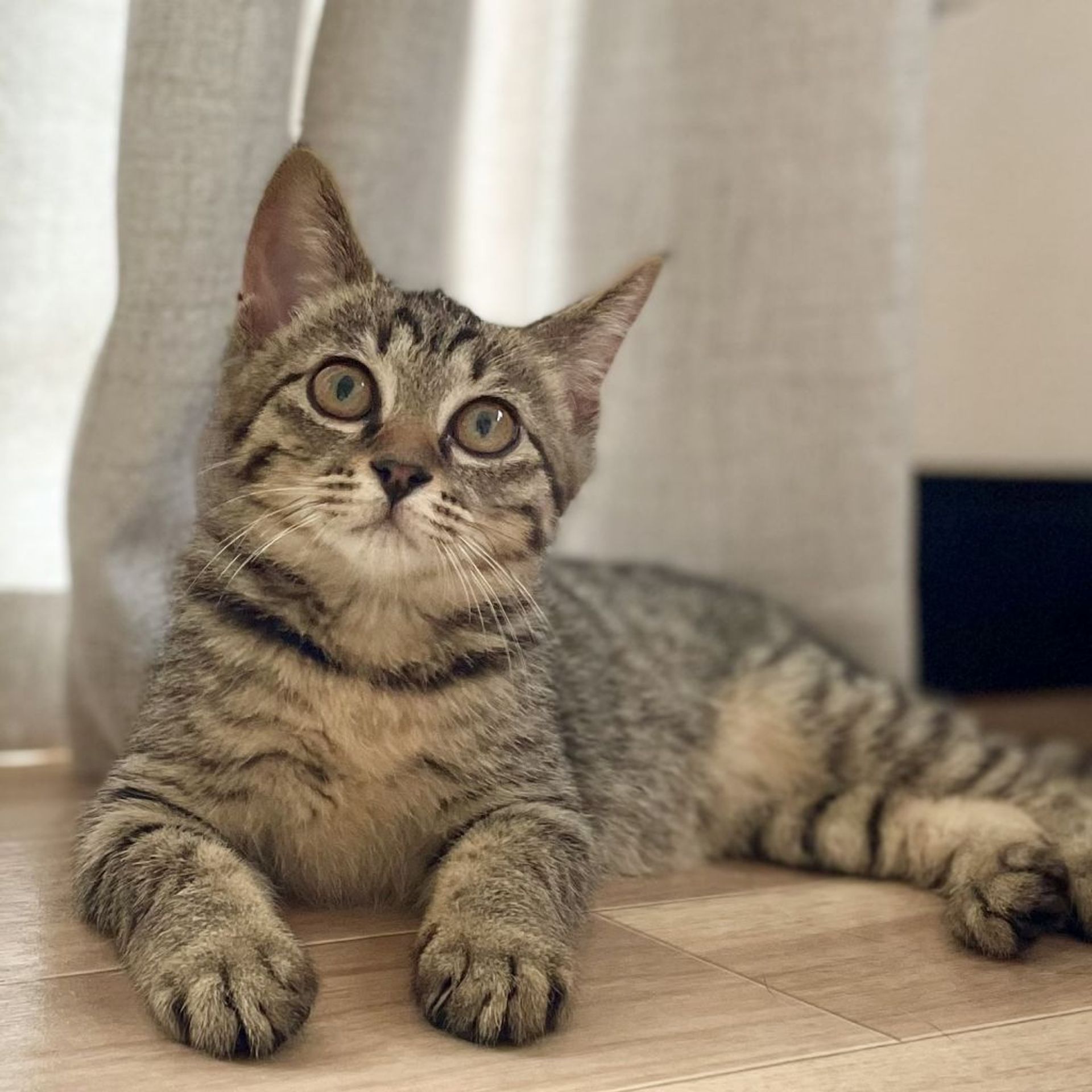 雑種（ミックス猫）・オスの里親募集の写真