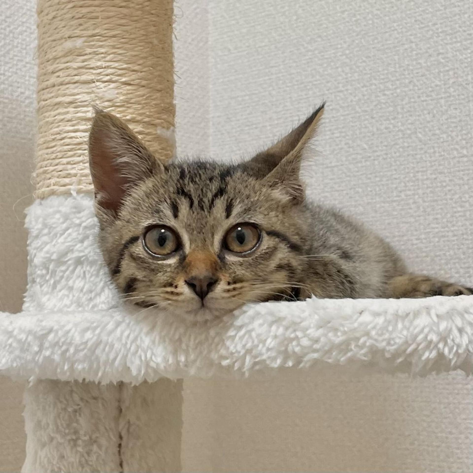 pet-image-2