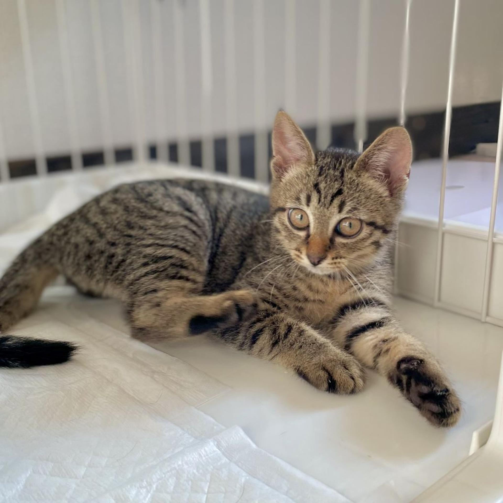 pet-image-3
